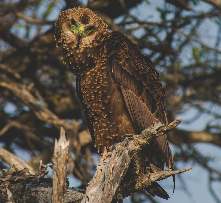 Canon EOS 80D + Canon EF 400mm F5.6L USM sample photo. Unknown eagle photography