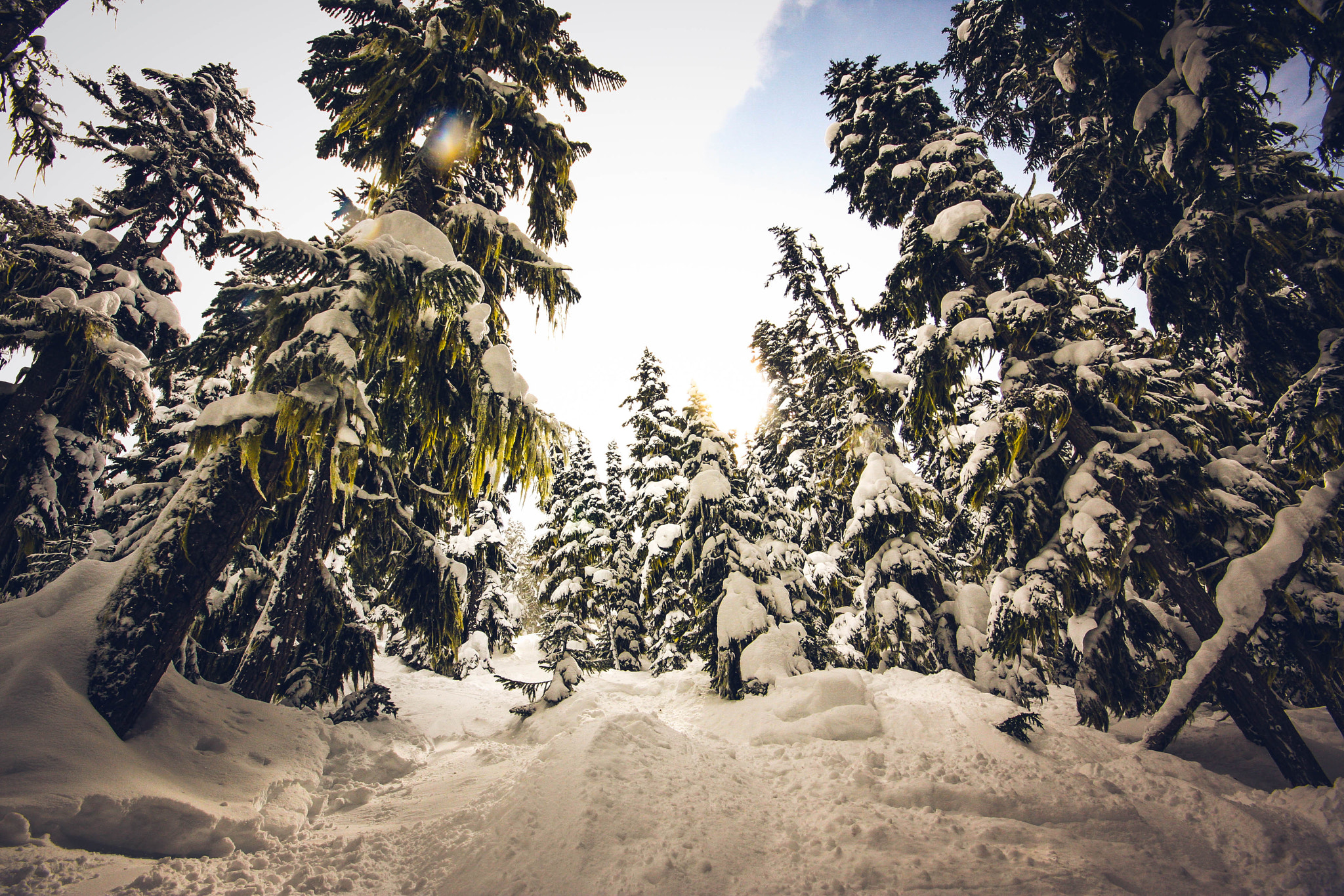 Canon EOS 40D sample photo. Snow covered trees photography