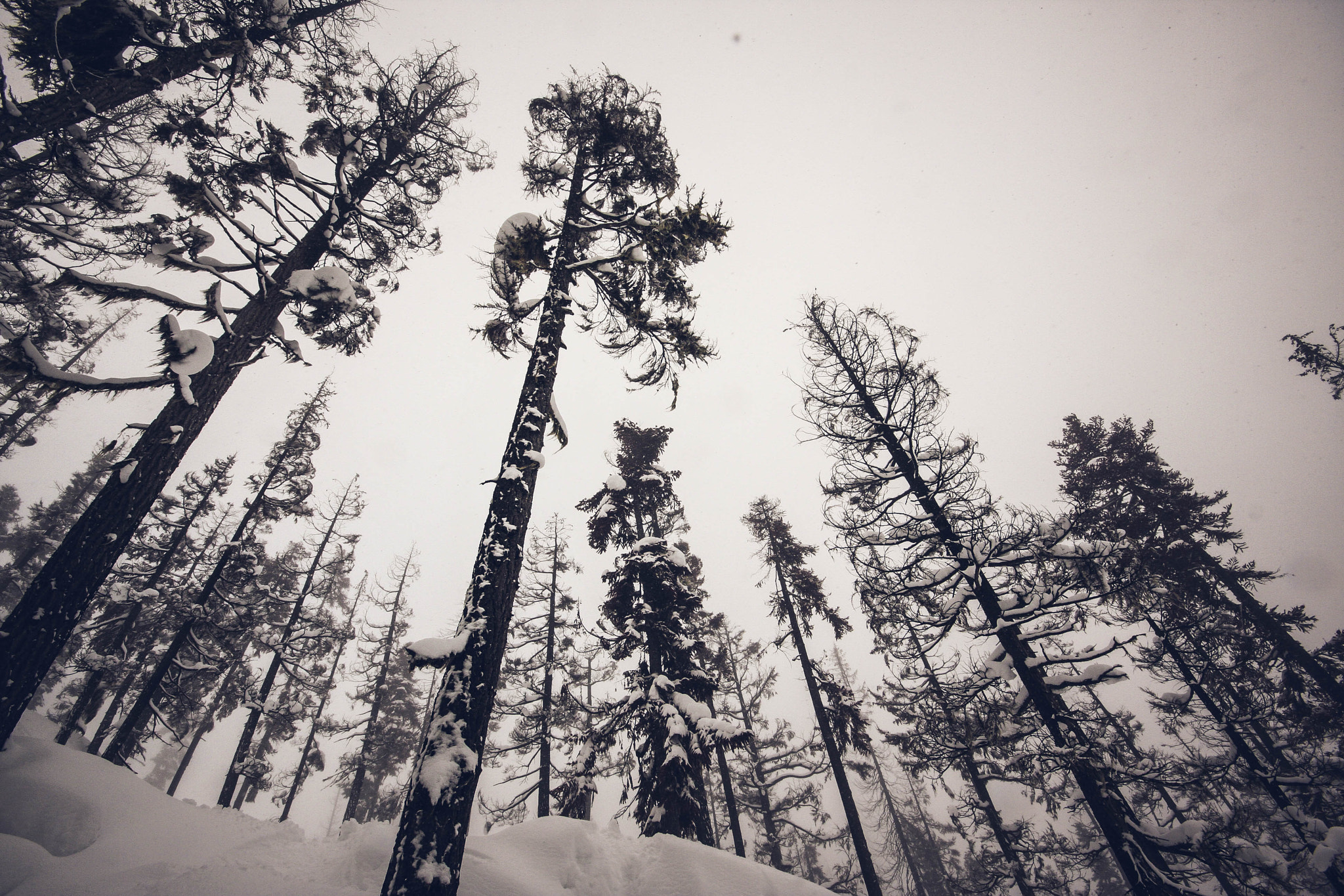 Canon EOS 40D + Sigma 10-20mm F4-5.6 EX DC HSM sample photo. Trees photography