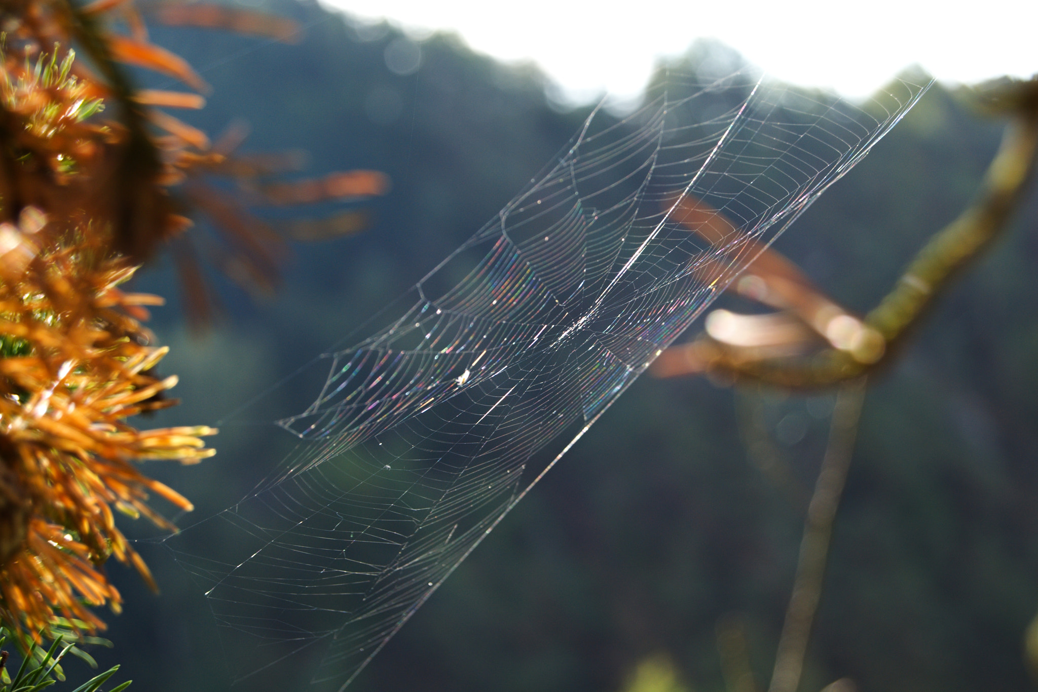 Nikon D3100 + 18.00 - 55.00 mm f/3.5 - 5.6 sample photo. Spider web photography