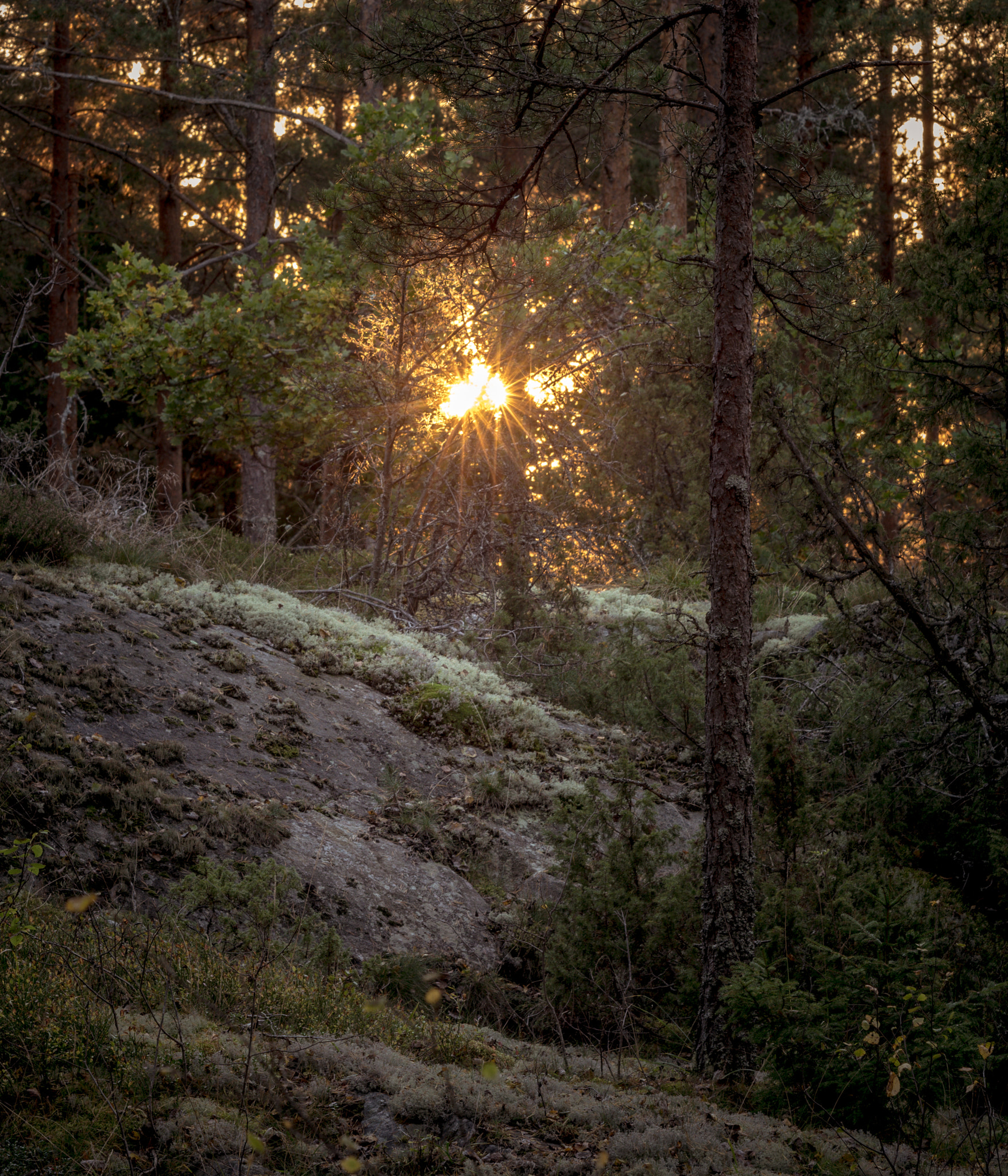 Pentax K-S2 + Sigma 70-200mm F2.8 EX DG Macro HSM II sample photo. Magical forest photography