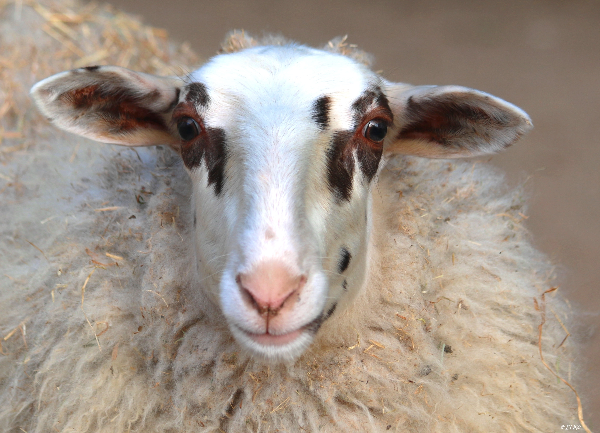 Canon EF 70-300mm F4-5.6 IS USM sample photo. Fluffy sheep photography