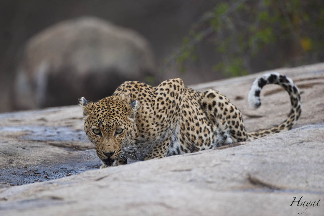 Nikon D3X sample photo. Shortly after the first little rain, this leopard  ... photography