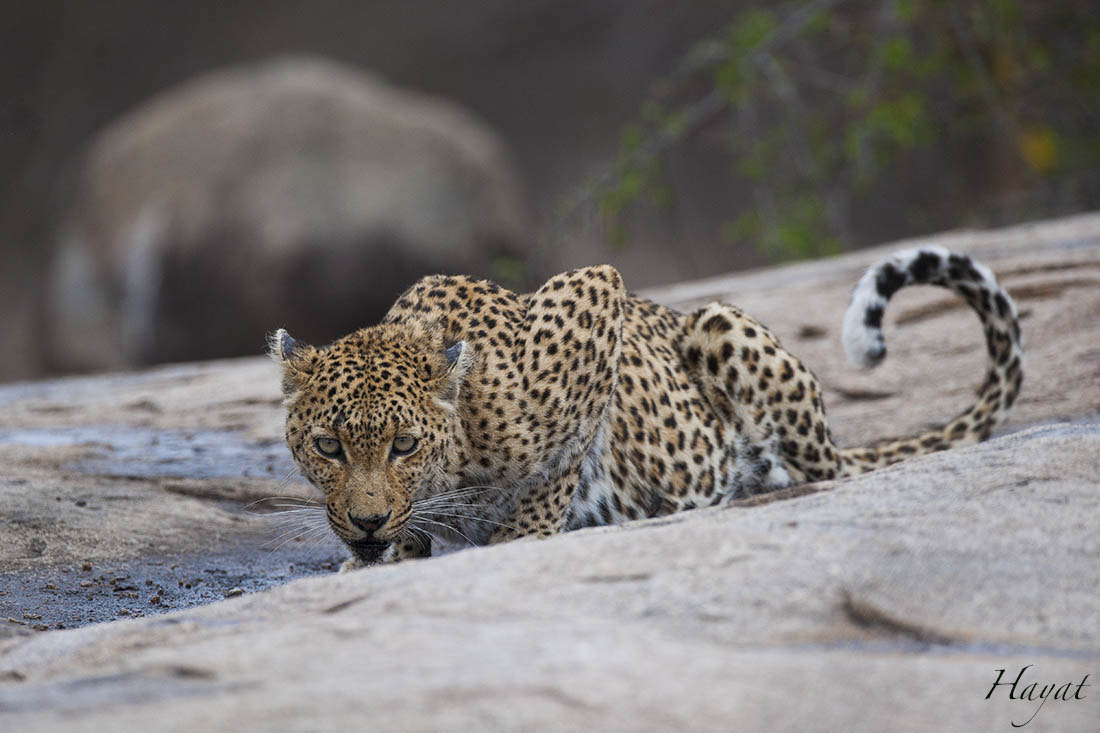 Nikon D3X + Nikon AF-S Nikkor 600mm F4G ED VR sample photo. Shortly after the first little rain, this leopard  ... photography