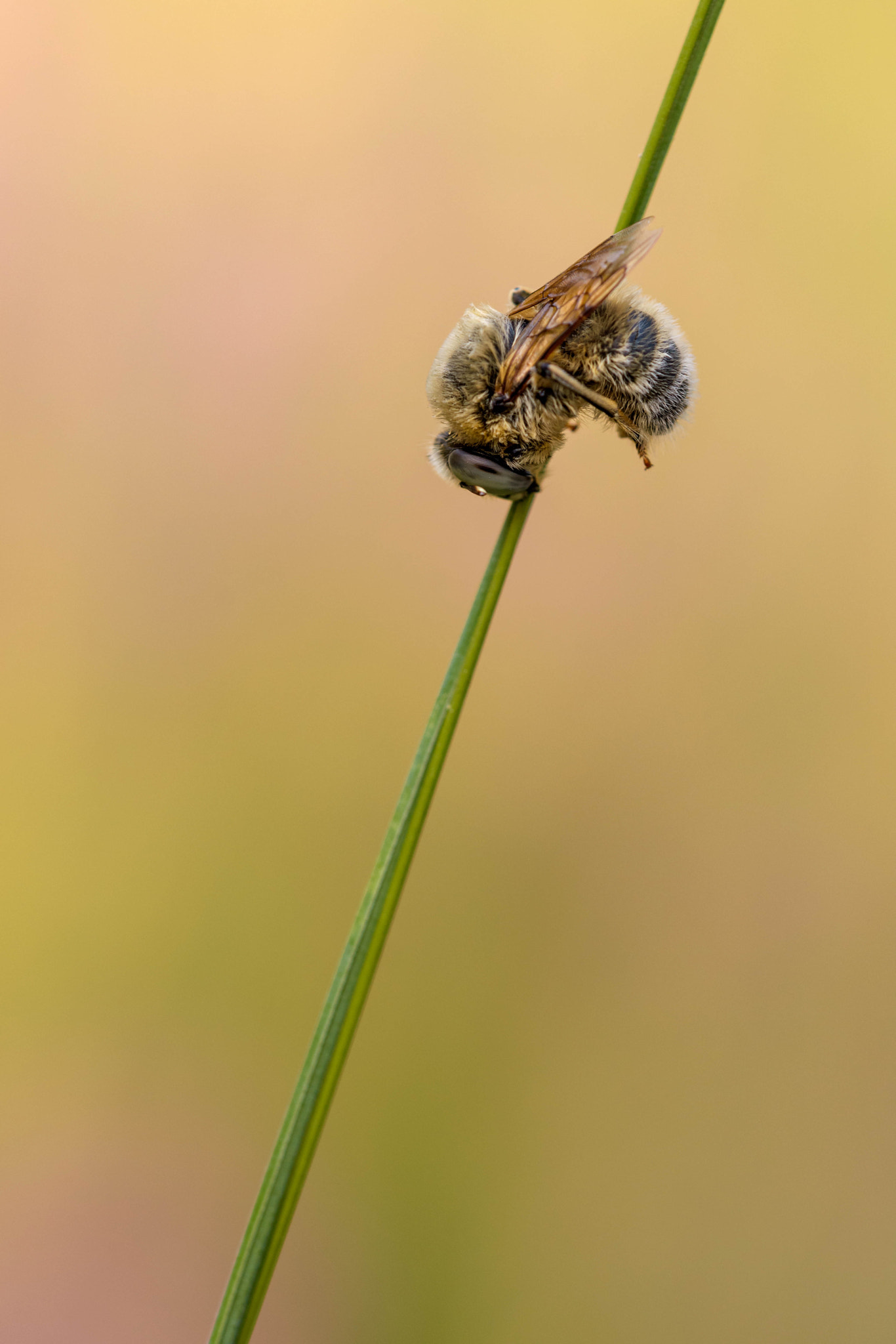 Sigma 150mm F2.8 EX DG Macro HSM sample photo. Good night photography