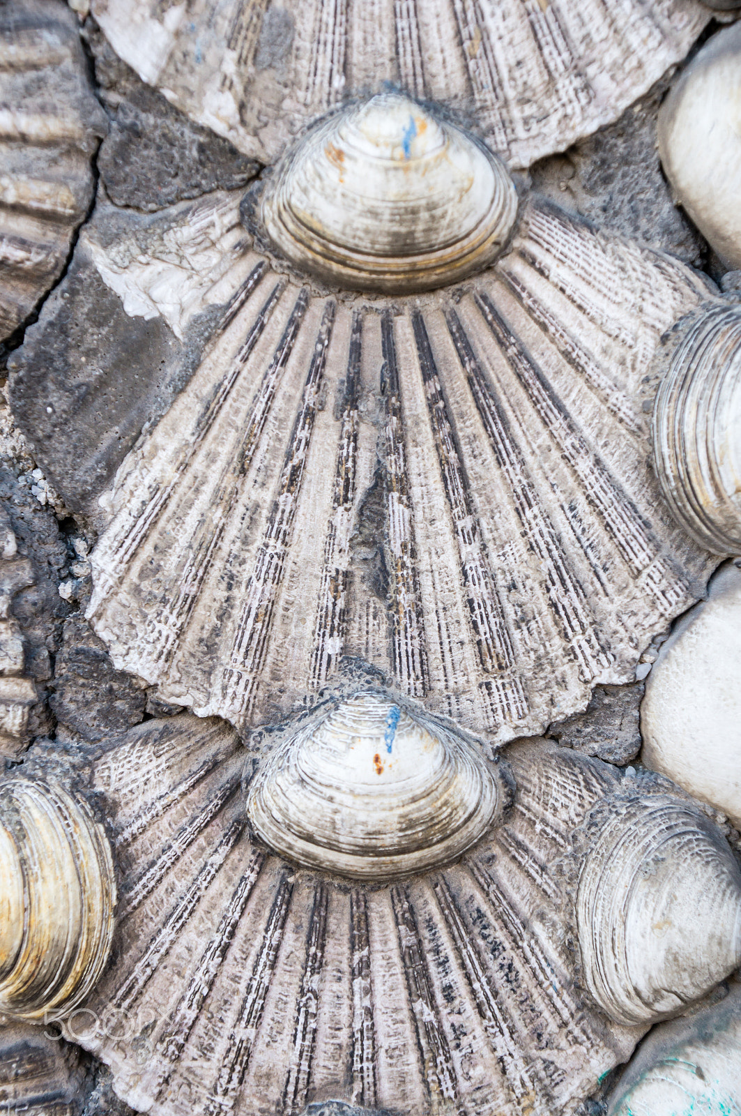 Sony SLT-A57 + Sony DT 16-105mm F3.5-5.6 sample photo. Shells background photography