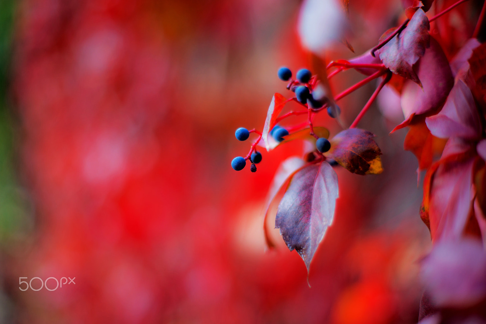 Sony Alpha DSLR-A900 + Minolta AF 50mm F1.4 [New] sample photo. Ampelopsis veitchii photography