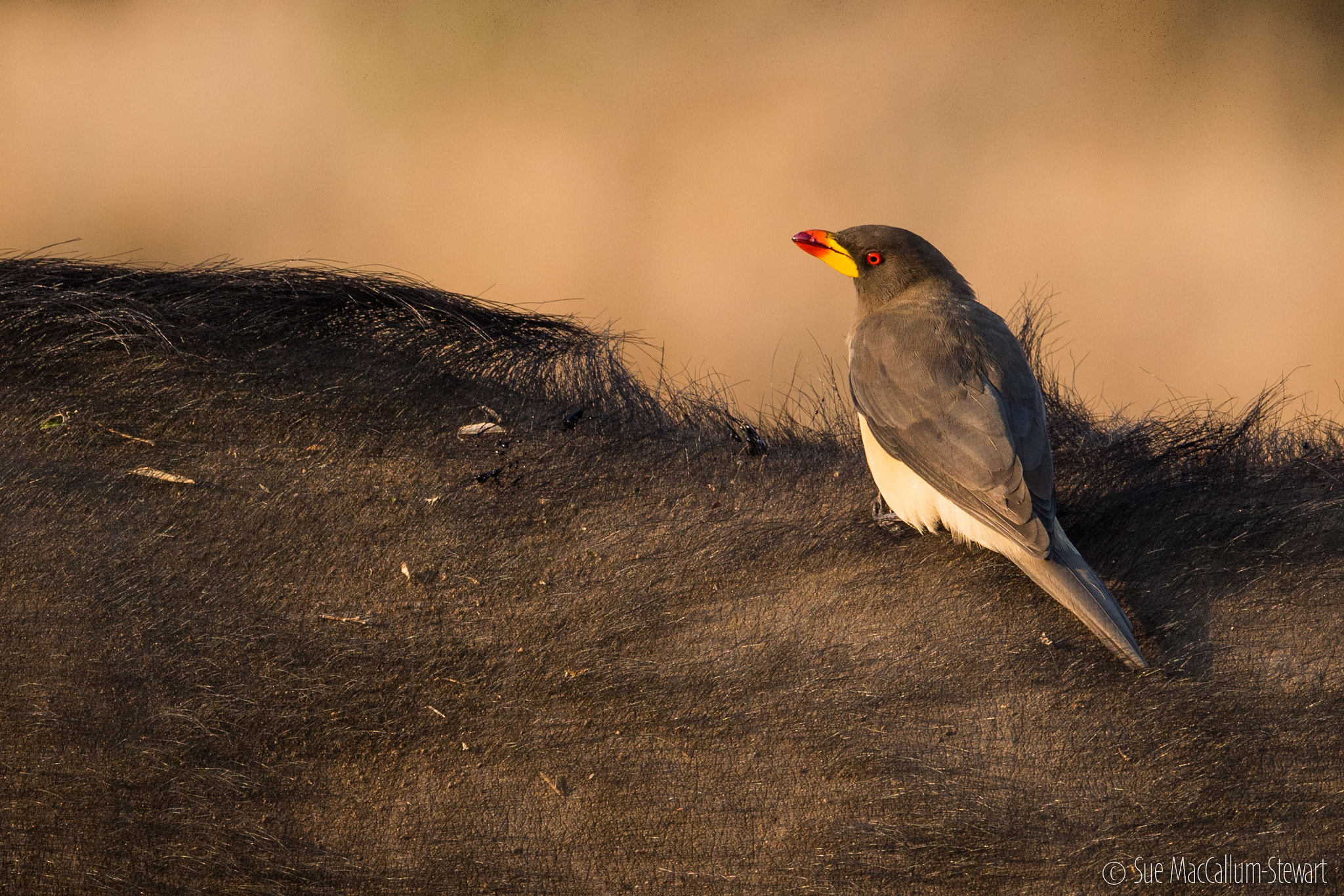 Olympus OM-D E-M5 sample photo. Another game drive and another oxpecker photography