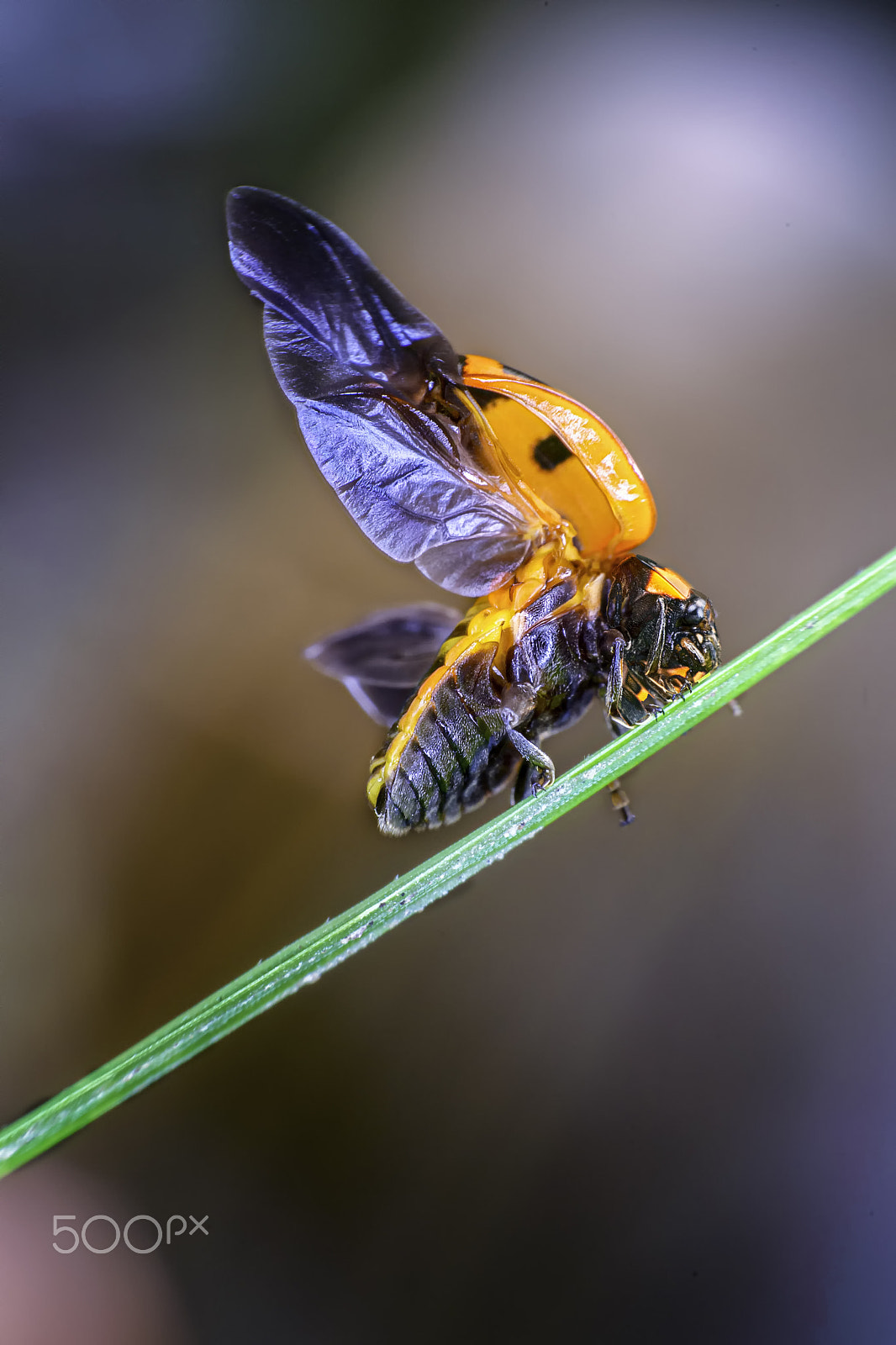 Nikon D800E sample photo. Flying on the move photography