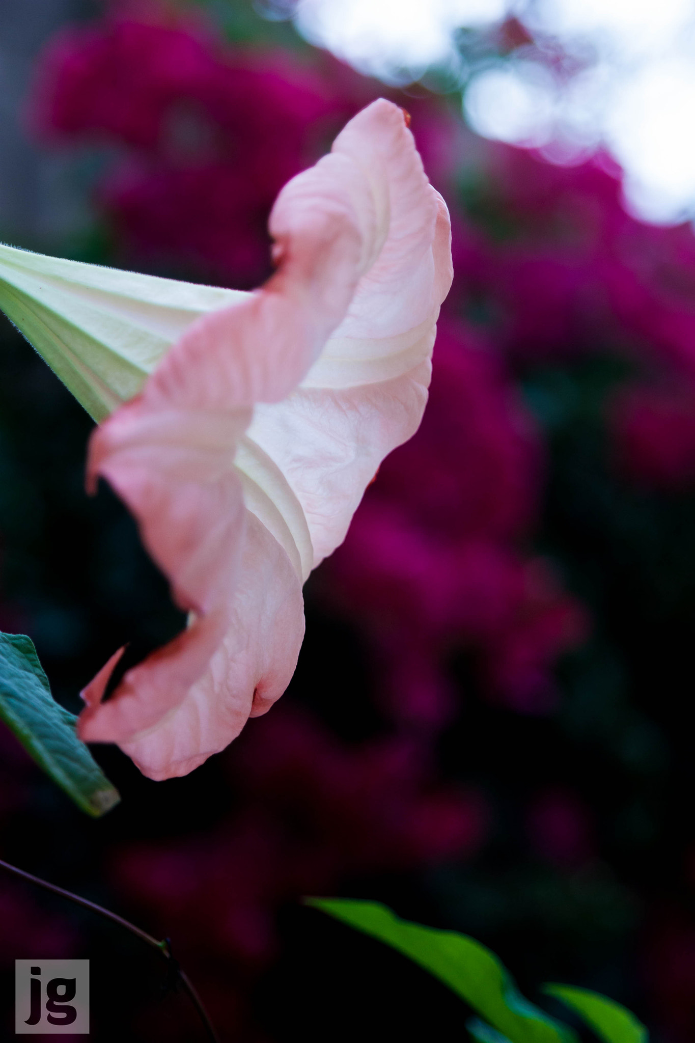 Canon EOS 450D (EOS Rebel XSi / EOS Kiss X2) sample photo. Floral trumpet photography