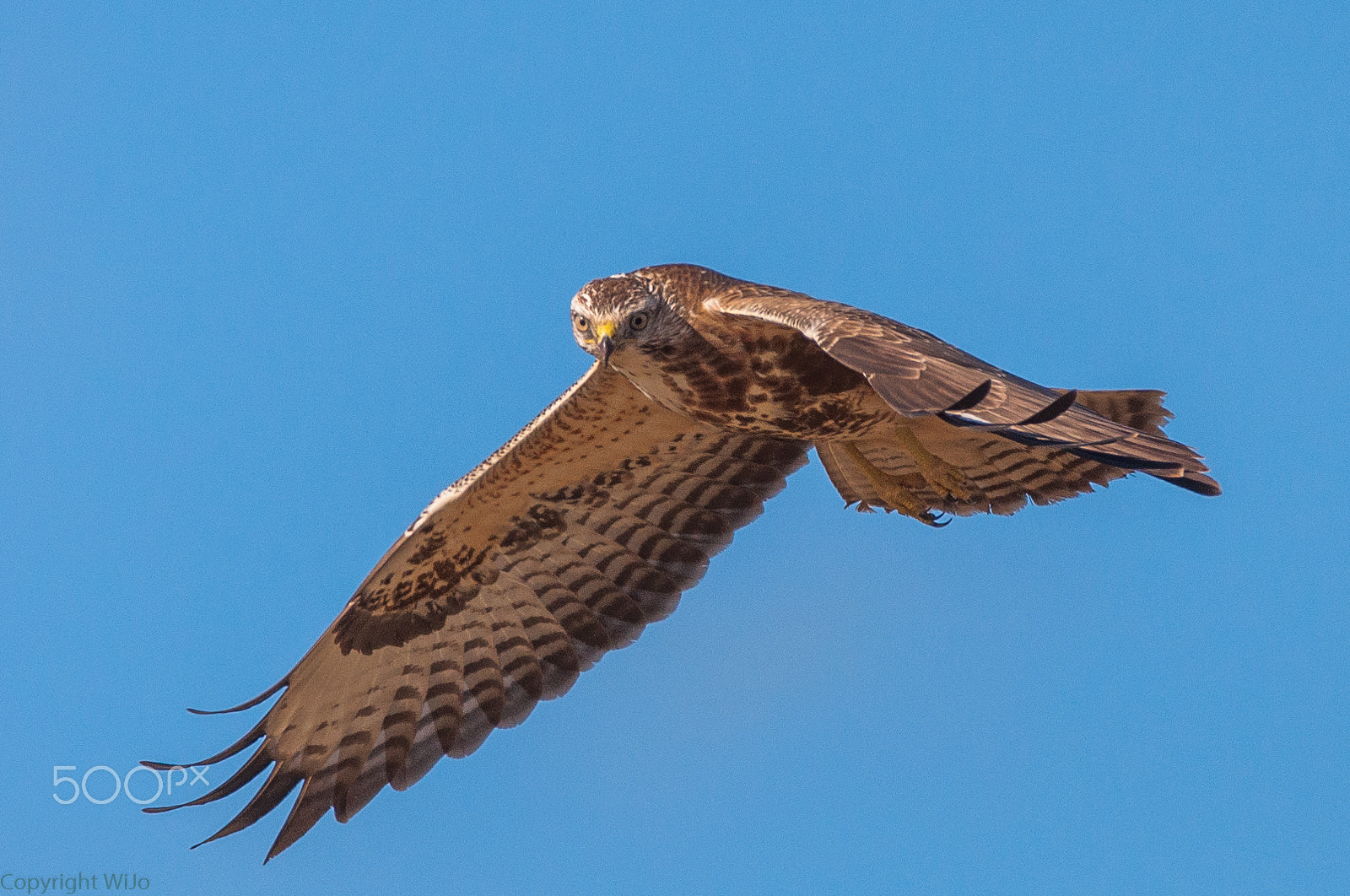 Sigma 150-600mm F5-6.3 DG OS HSM | C sample photo. Buzzard / buizerd photography