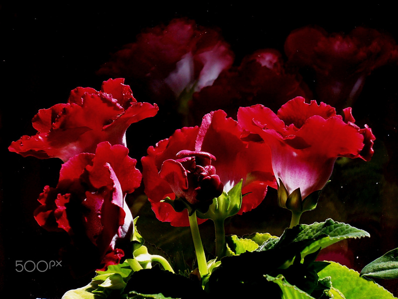 Olympus VR325,VR320,D725 sample photo. Red reflection photography