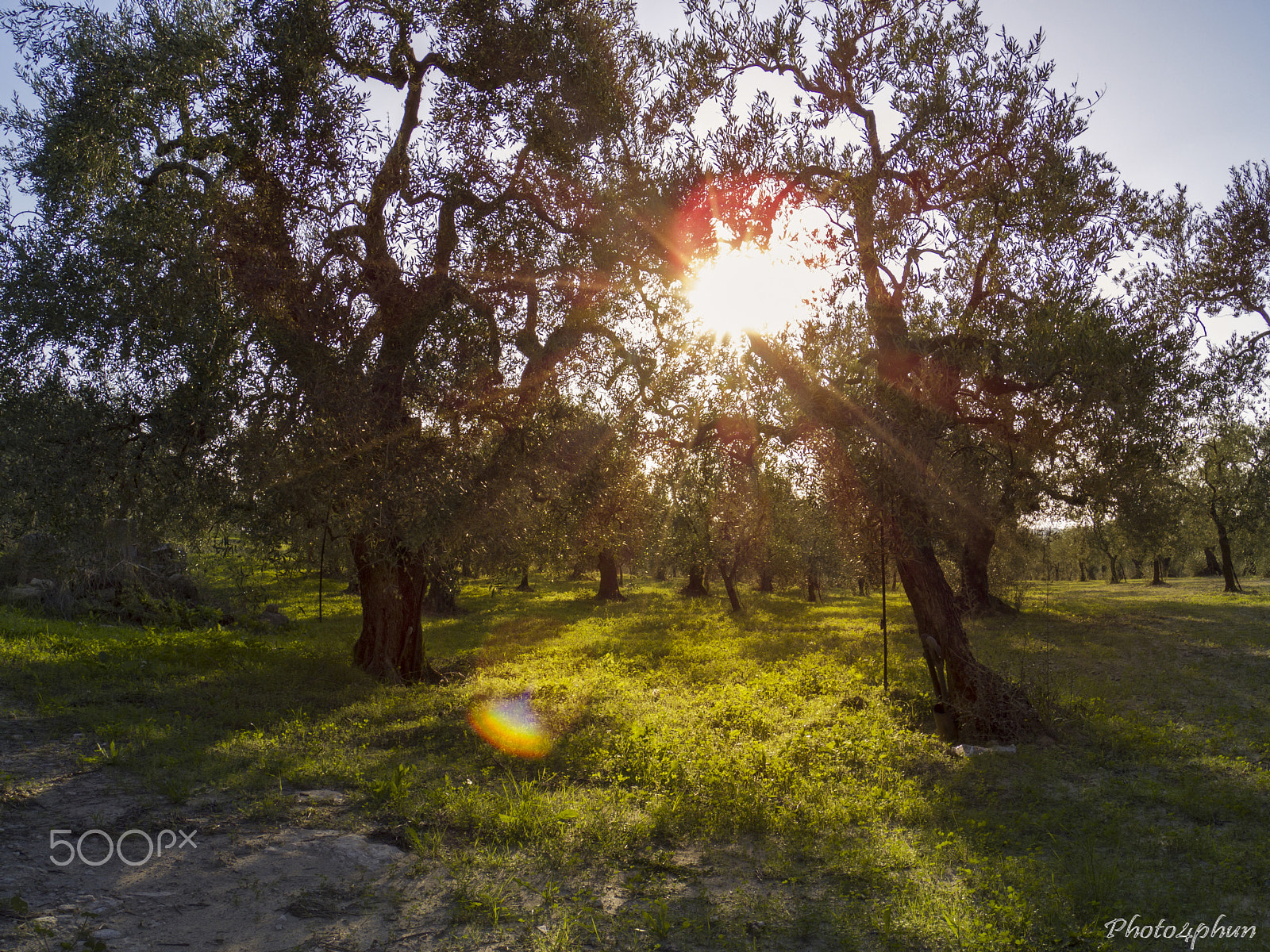 Pentax 02 Standard Zoom sample photo. Olive trees photography