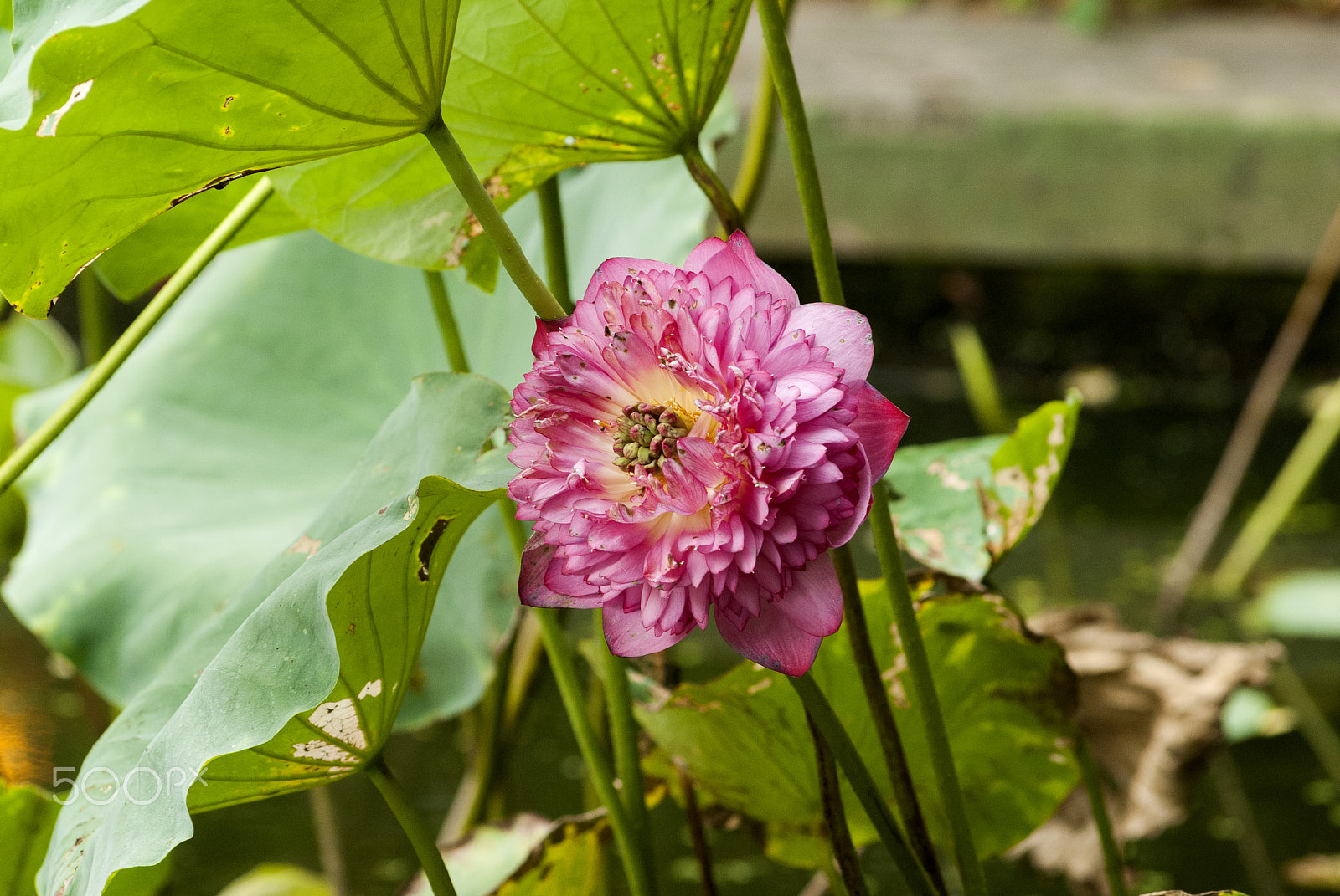 Nikon AF-Nikkor 80-200mm F2.8D ED sample photo. Lotus flower in the garden photography