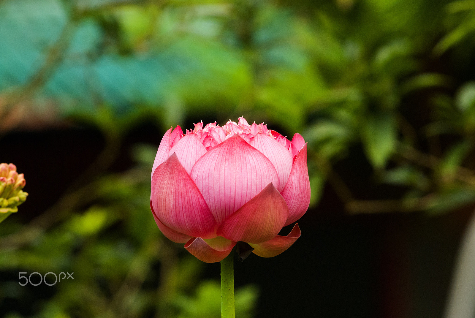 Nikon AF-Nikkor 80-200mm F2.8D ED sample photo. Lotus flower in the garden photography