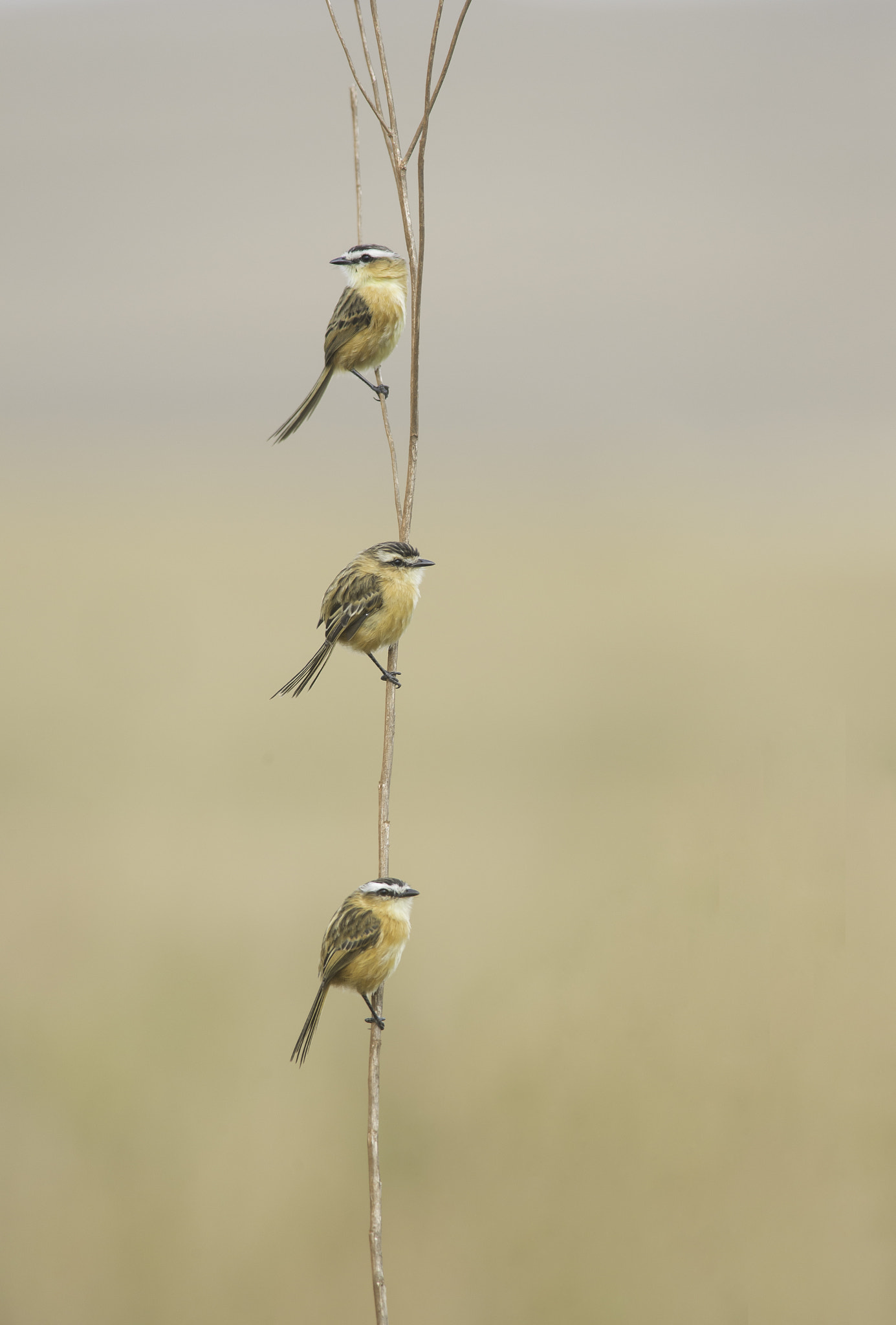 Nikon D600 + Nikon AF-S Nikkor 300mm F4D ED-IF sample photo. Caudata photography