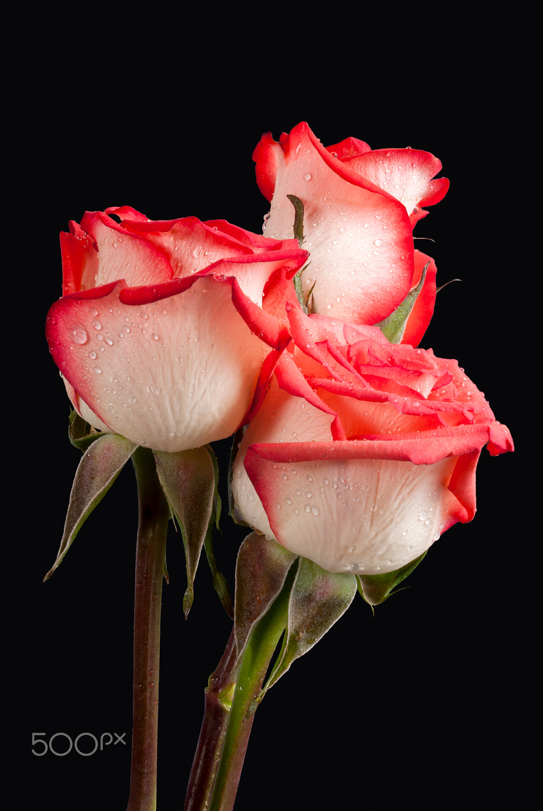Sigma 50mm F2.8 EX DG Macro sample photo. A rose with blushing pink peach colored petals byz photography
