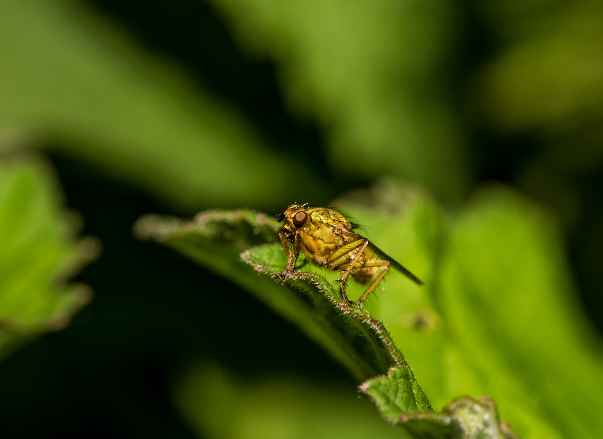 Sigma 105mm F2.8 EX DG OS HSM sample photo
