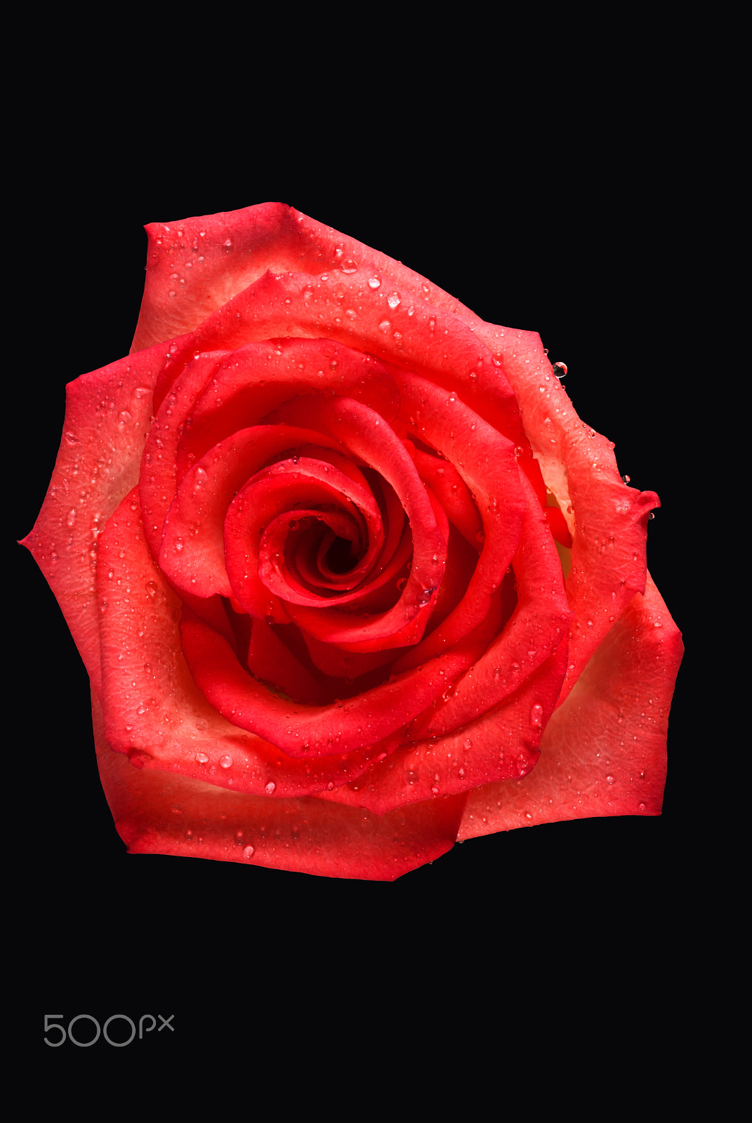 Nikon D200 + Sigma 50mm F2.8 EX DG Macro sample photo. A rose with blushing pink peach colored petals byz photography