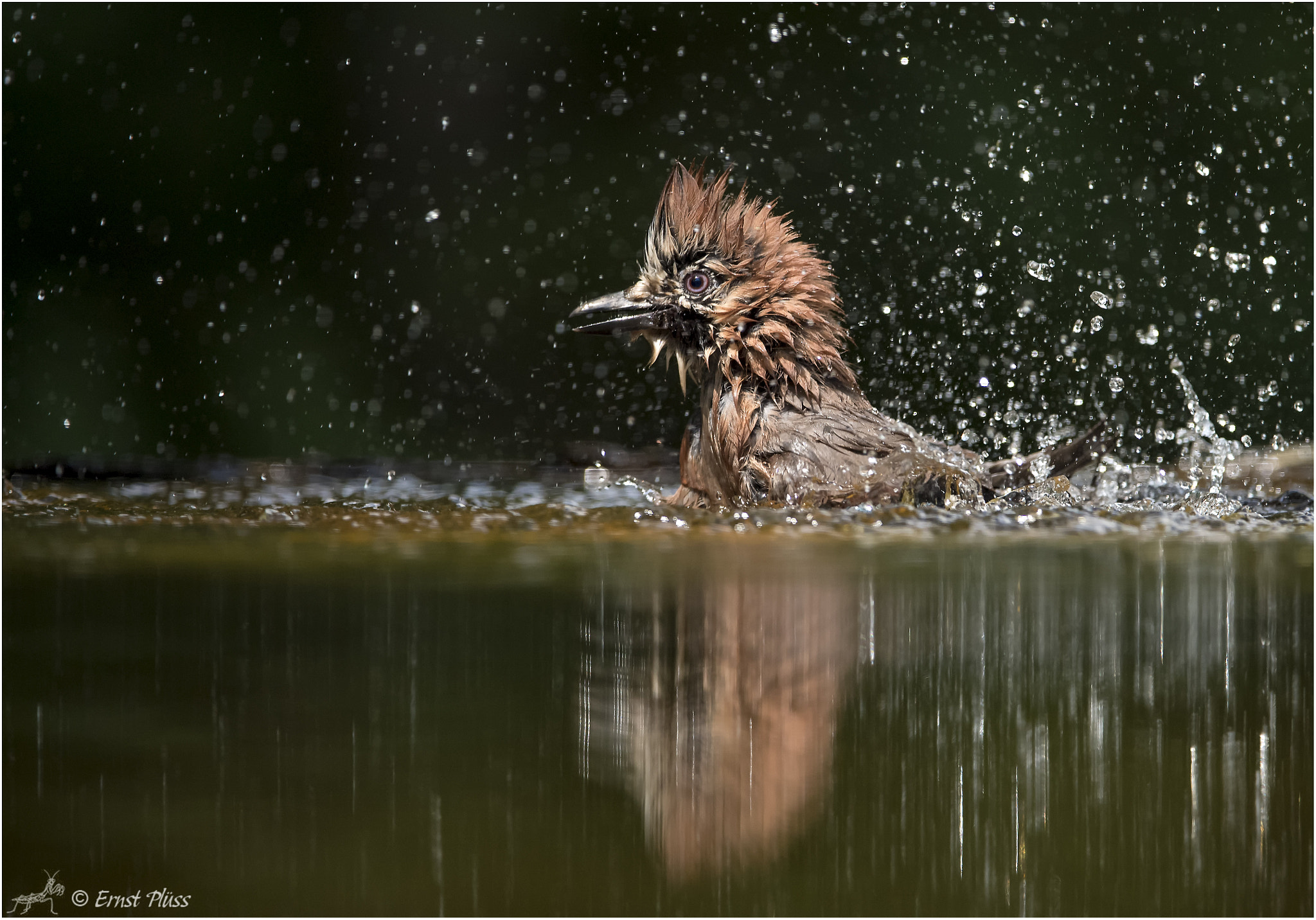 Nikon D5 sample photo. Eurasian jay photography