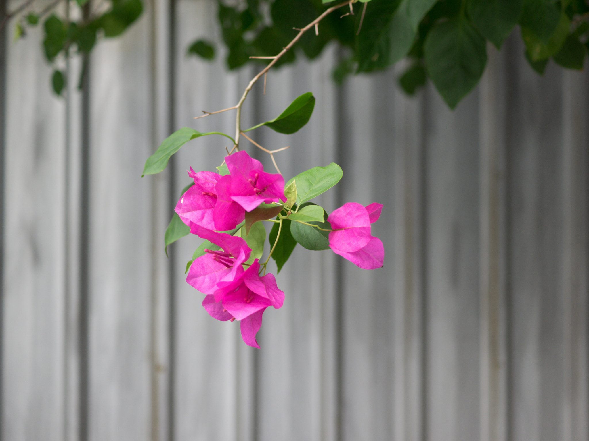 Olympus OM-D E-M1 + Olympus M.Zuiko Digital ED 30mm F3.5 Macro sample photo. Bougainvillea photography