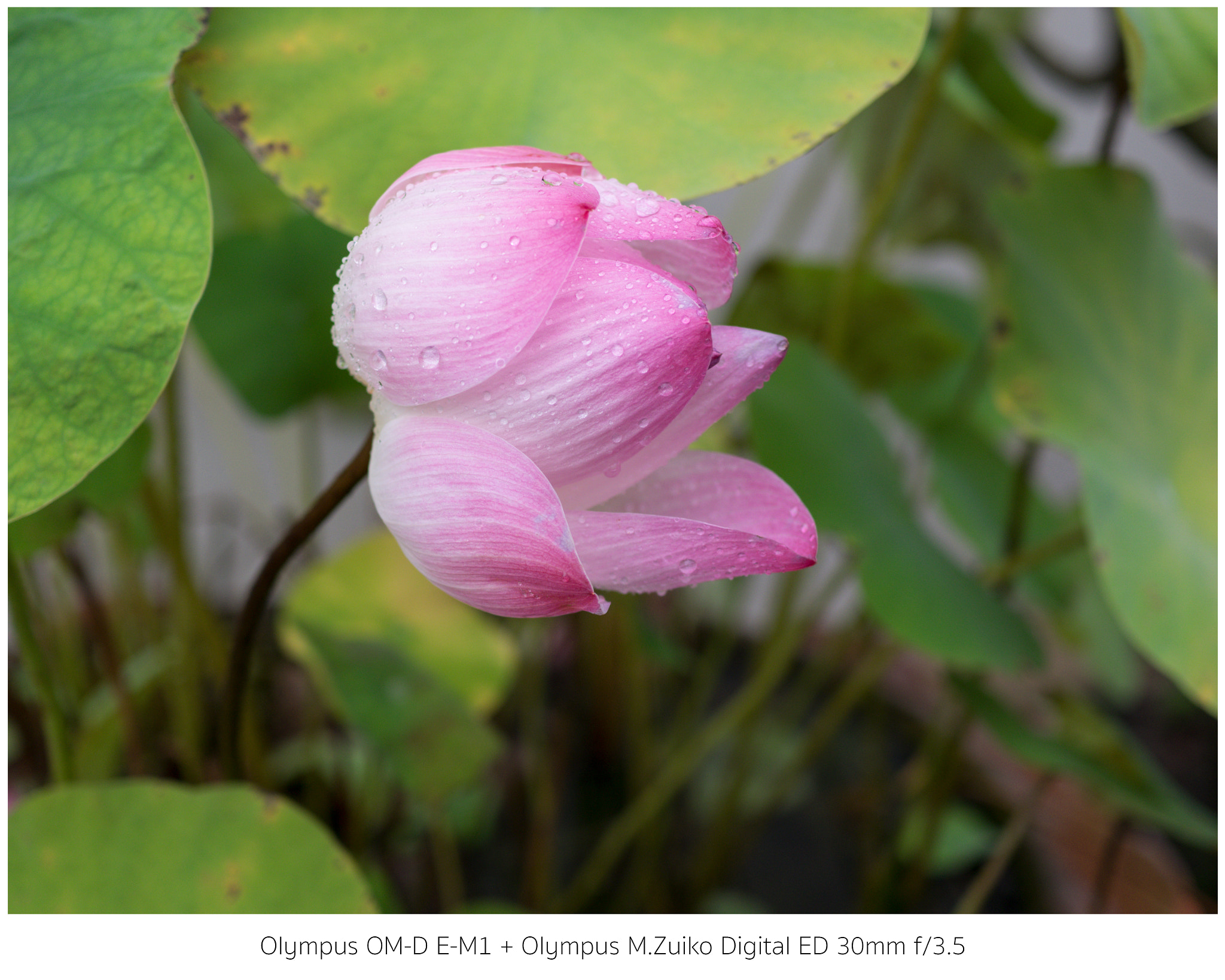 Olympus OM-D E-M1 + Olympus M.Zuiko Digital ED 30mm F3.5 Macro sample photo. Lotus photography