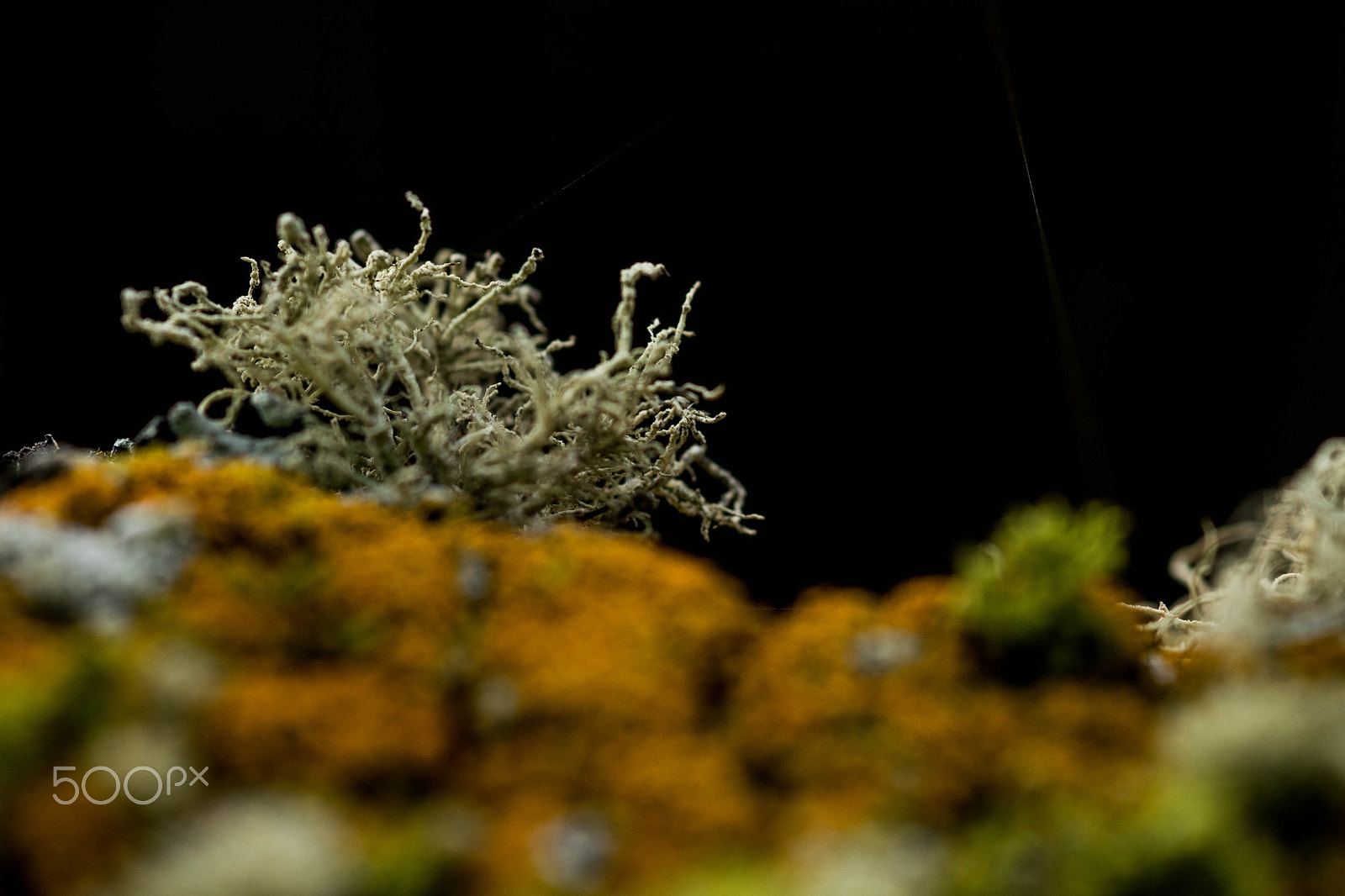 Sigma 105mm F2.8 EX DG Macro sample photo. Flechten #2 photography