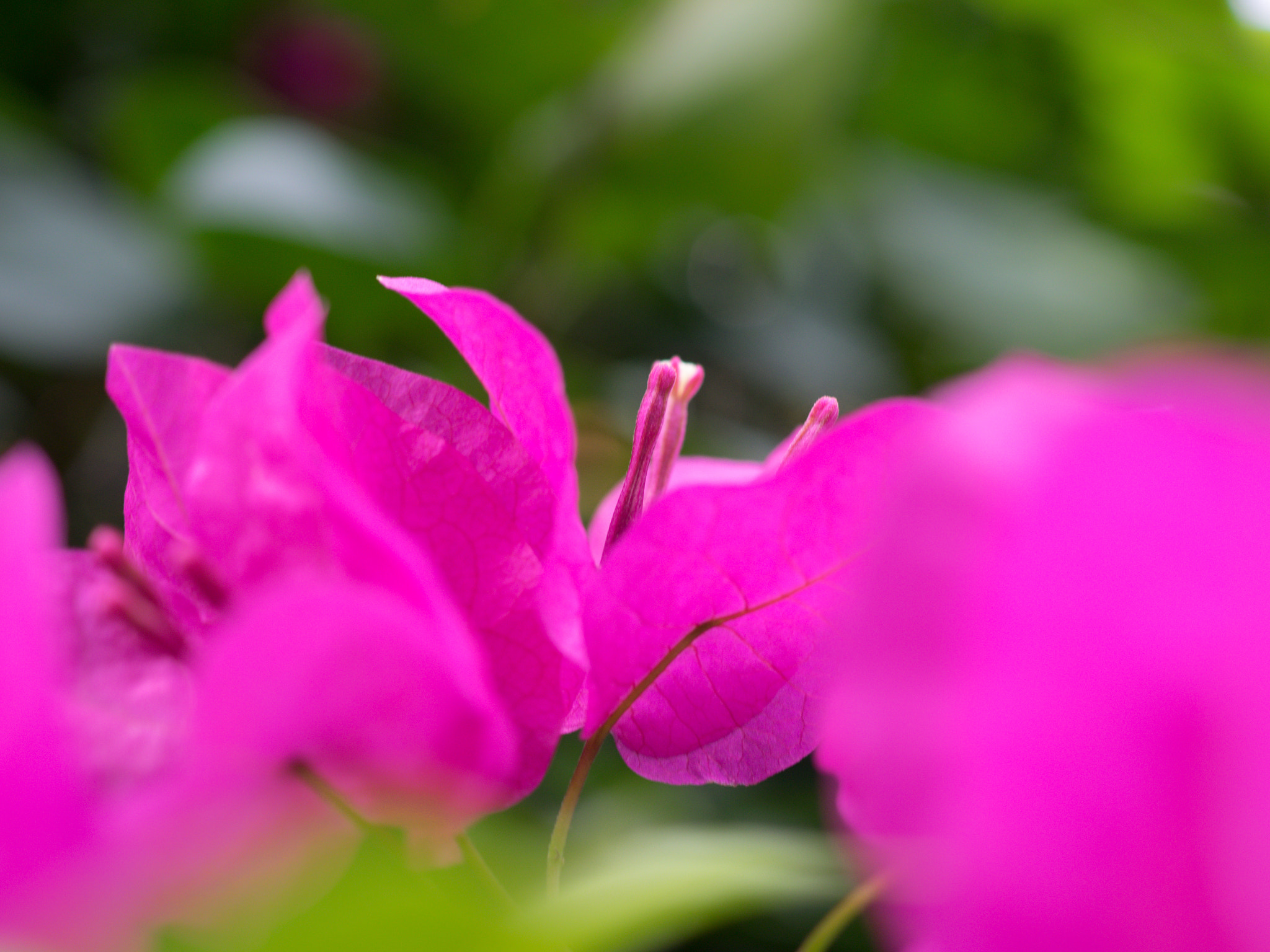 Olympus OM-D E-M1 + Olympus M.Zuiko Digital ED 30mm F3.5 Macro sample photo. Bougainvillea photography