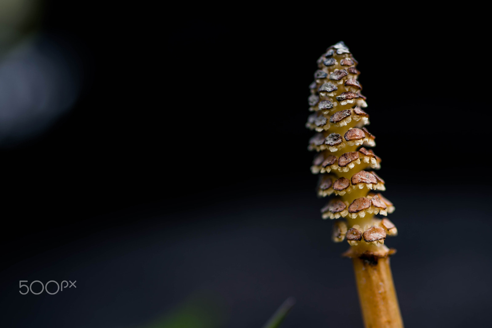 Nikon D5300 + Sigma 105mm F2.8 EX DG Macro sample photo. Schachtelhalm #1 photography