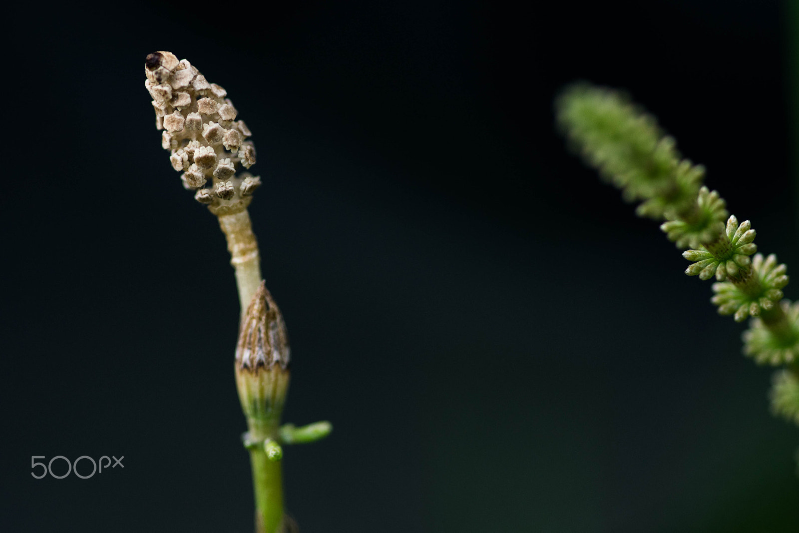 Nikon D5300 + Sigma 105mm F2.8 EX DG Macro sample photo. Schachtelhalm #2 photography