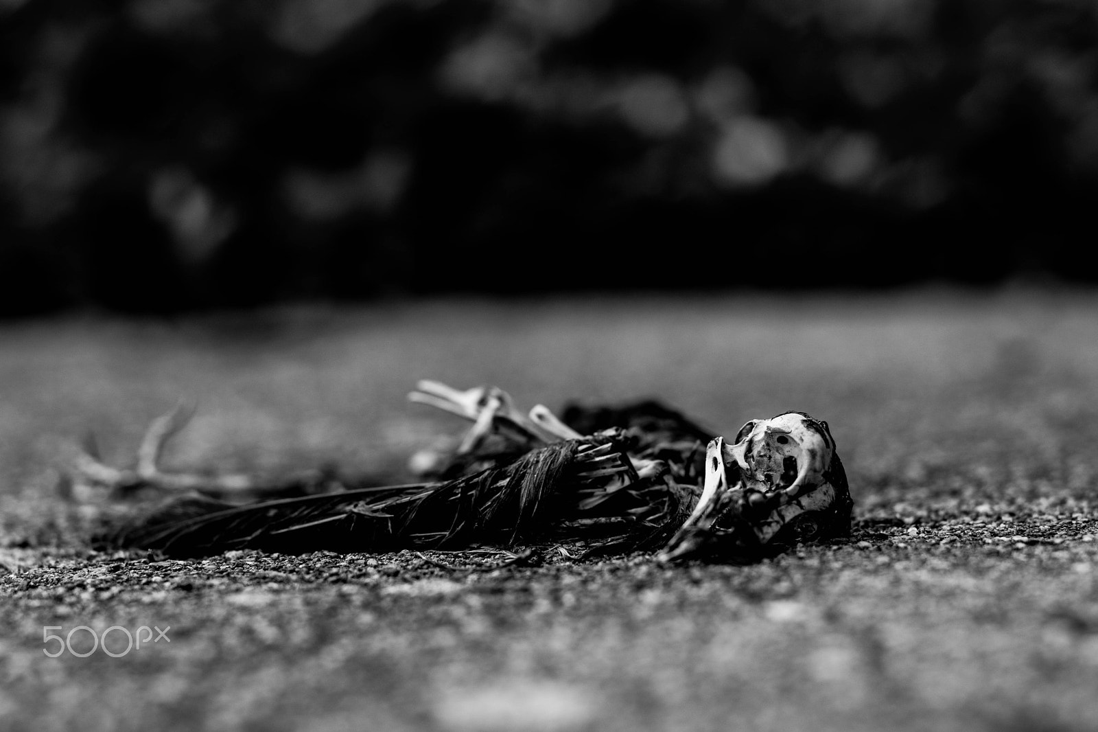 Nikon D5300 + Nikon AF-S Nikkor 50mm F1.4G sample photo. Vogelende #1 photography