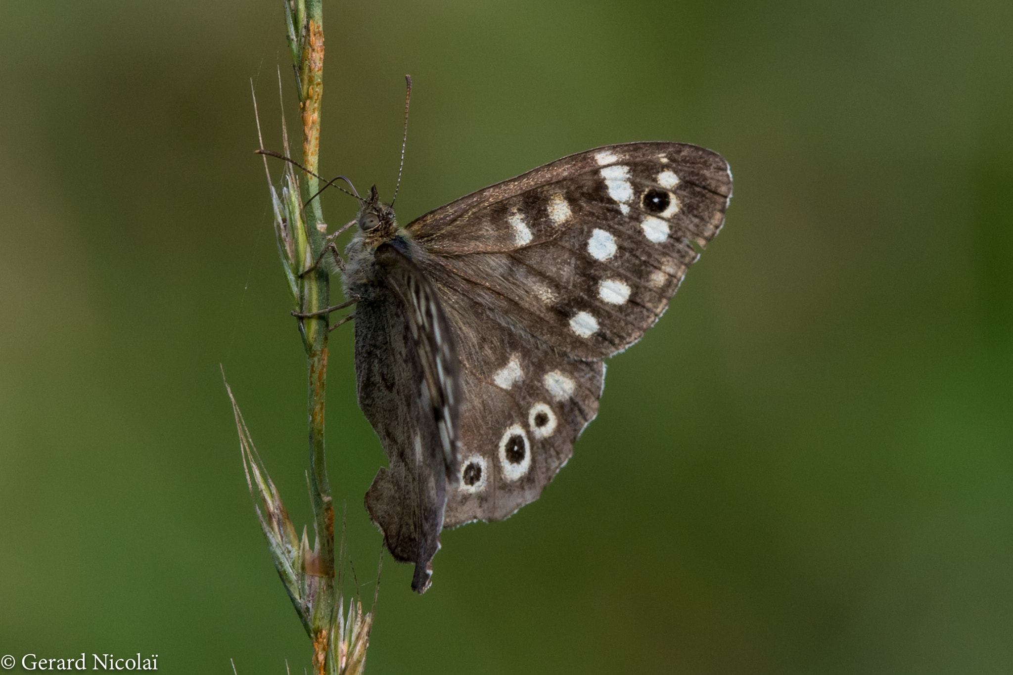 Canon EOS 7D Mark II sample photo. Speckled wood butterfly photography