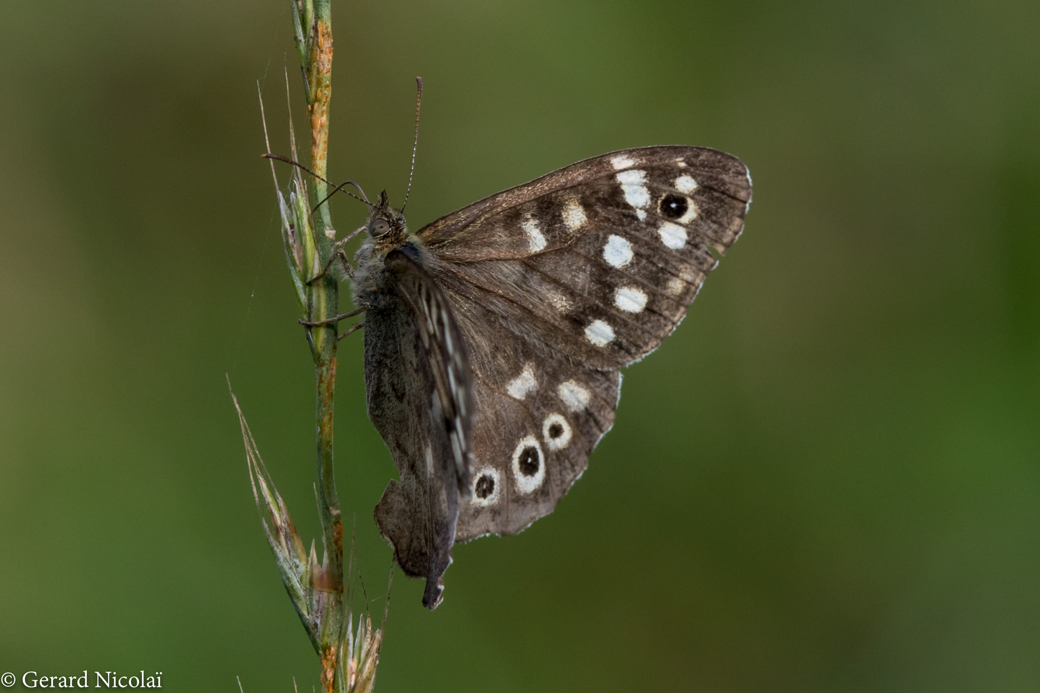 Canon EF 300mm F2.8L IS USM sample photo. Speckled wood butterfly photography