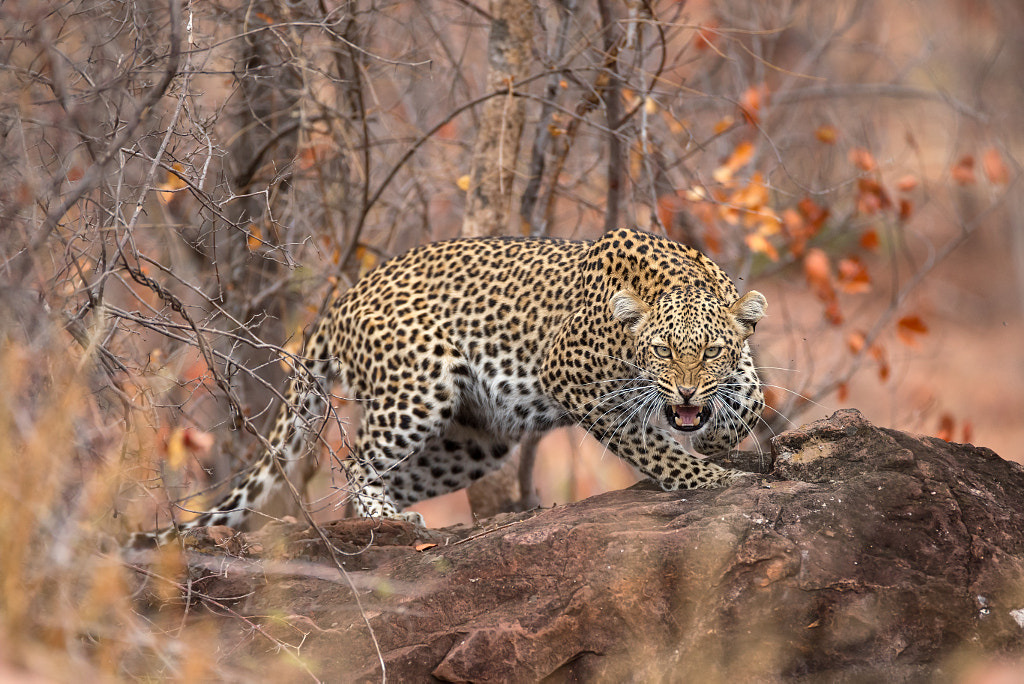 Unhappy Mother Leopard by Rudi Hulshof on 500px.com