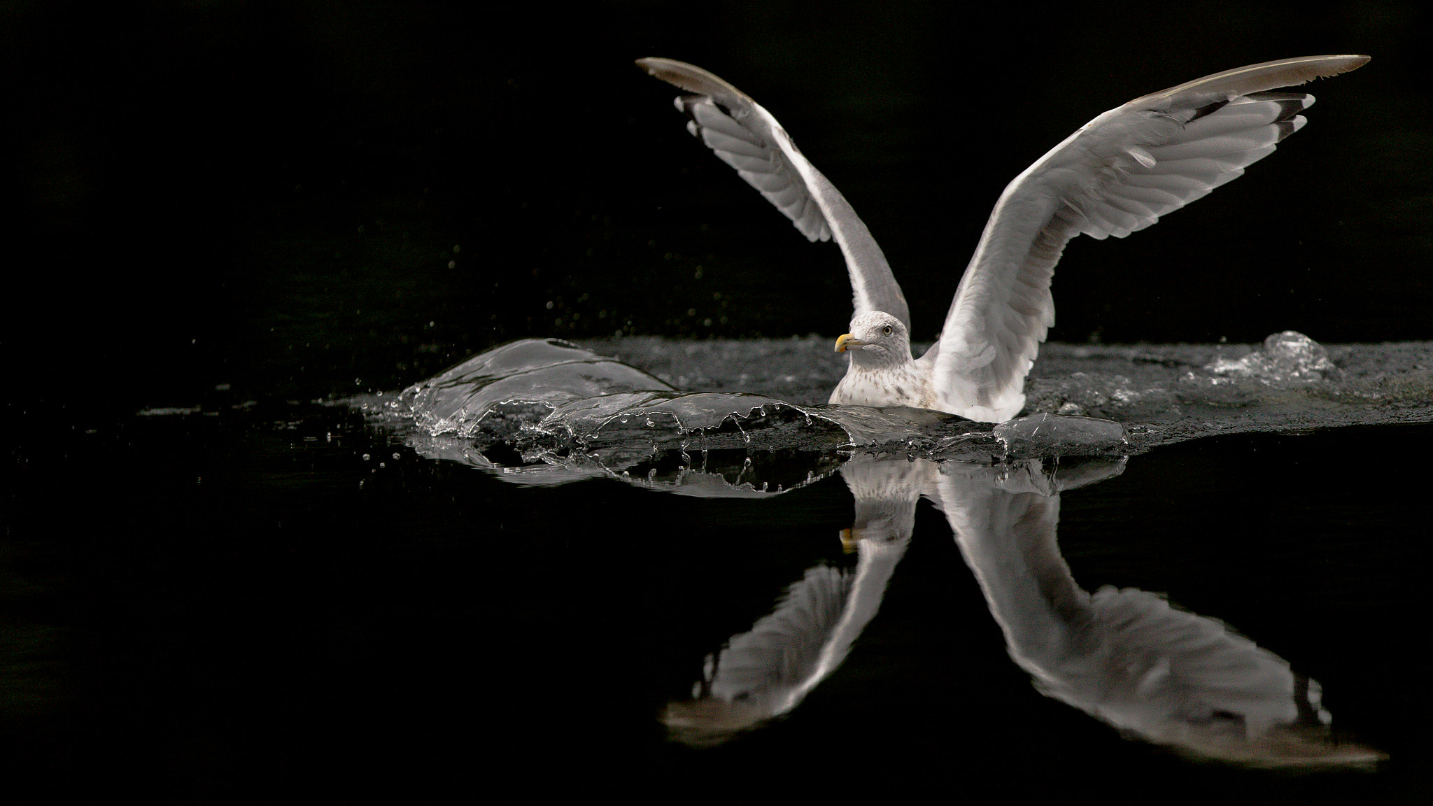 Canon EF 300mm F2.8L IS USM sample photo. Landing photography