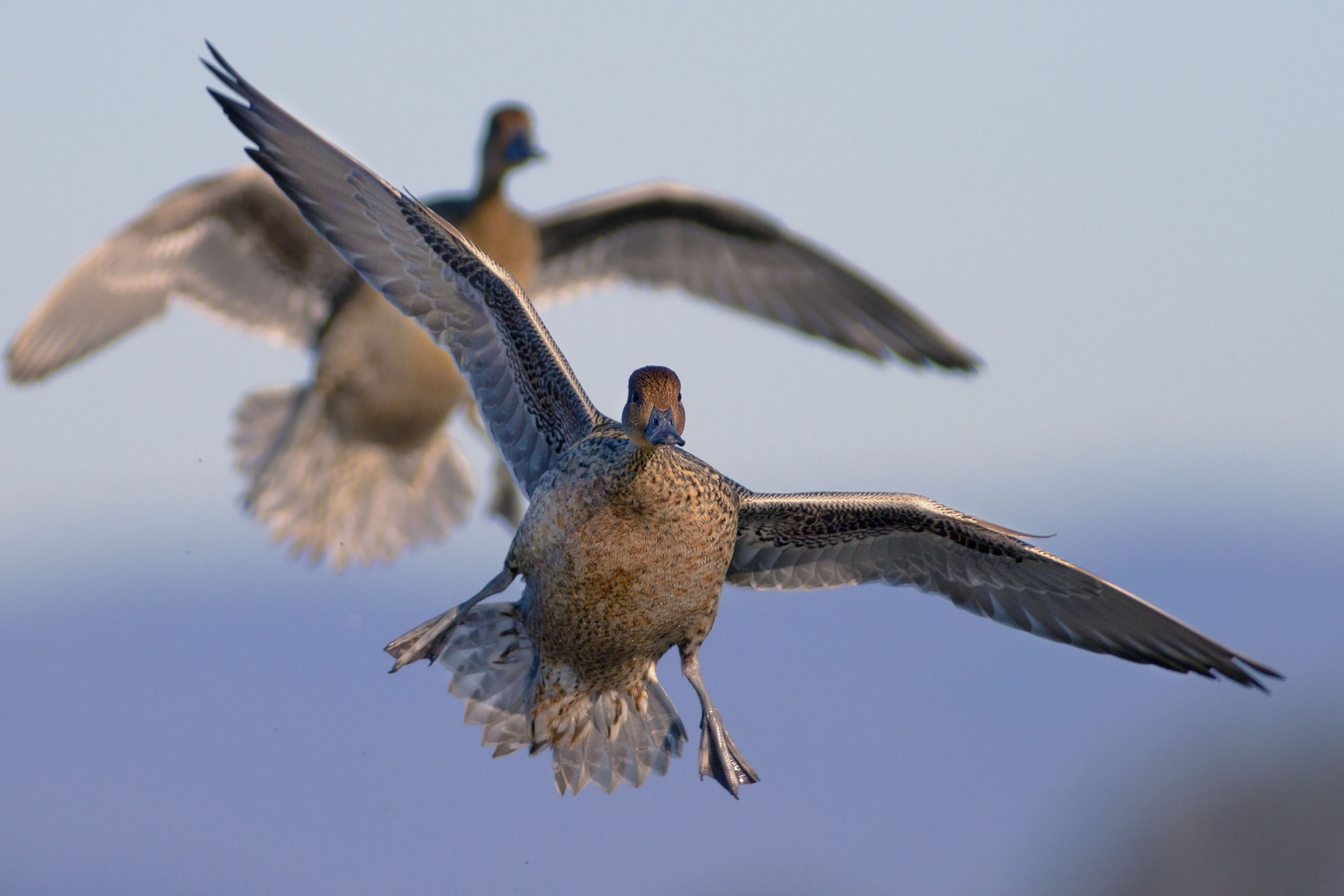 Canon EOS 7D + Canon EF 300mm f/2.8L + 2x sample photo. Codons photography