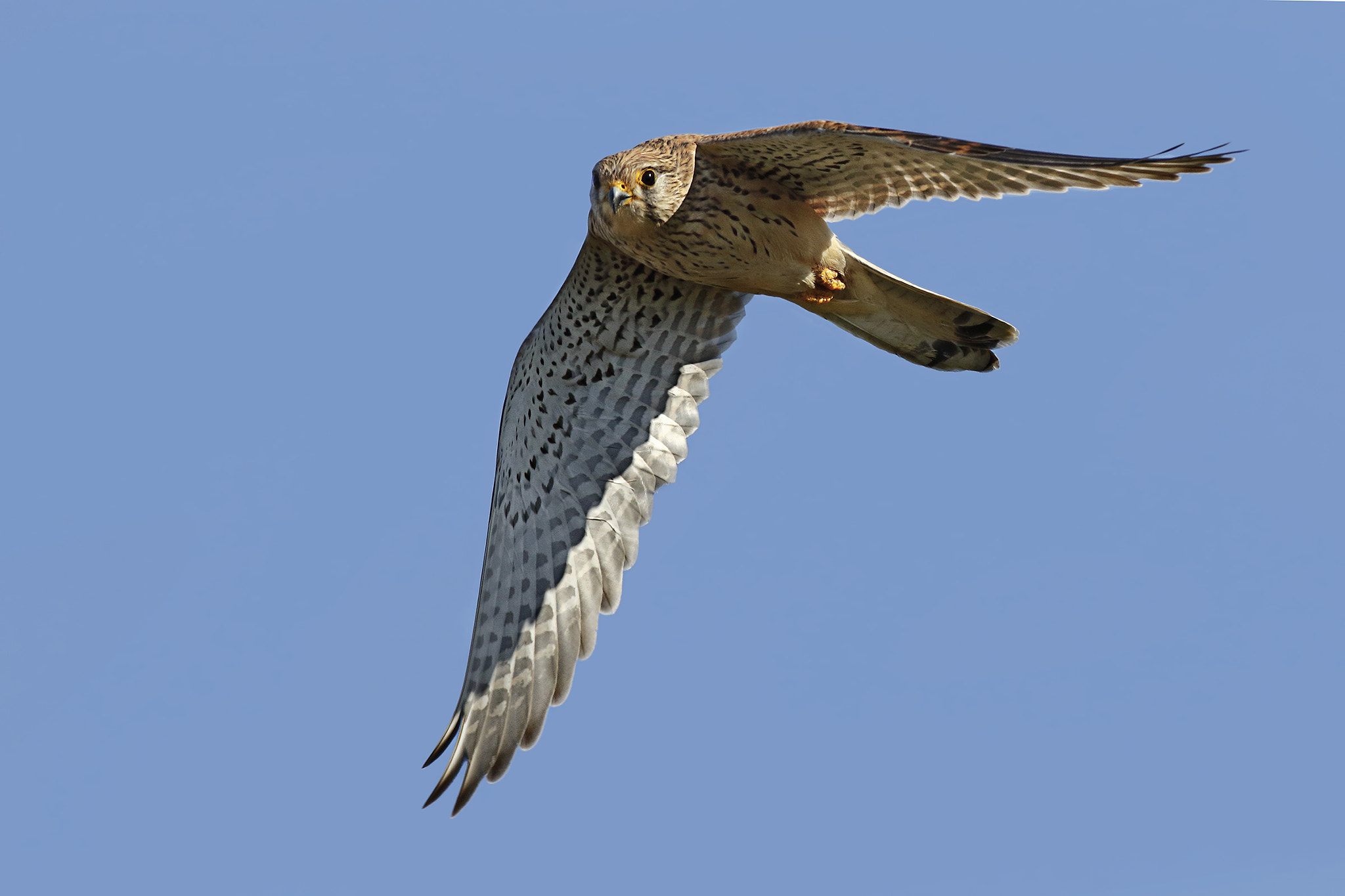 Canon EOS 7D Mark II + Canon EF 500mm f/4.5L sample photo. Kestrel photography