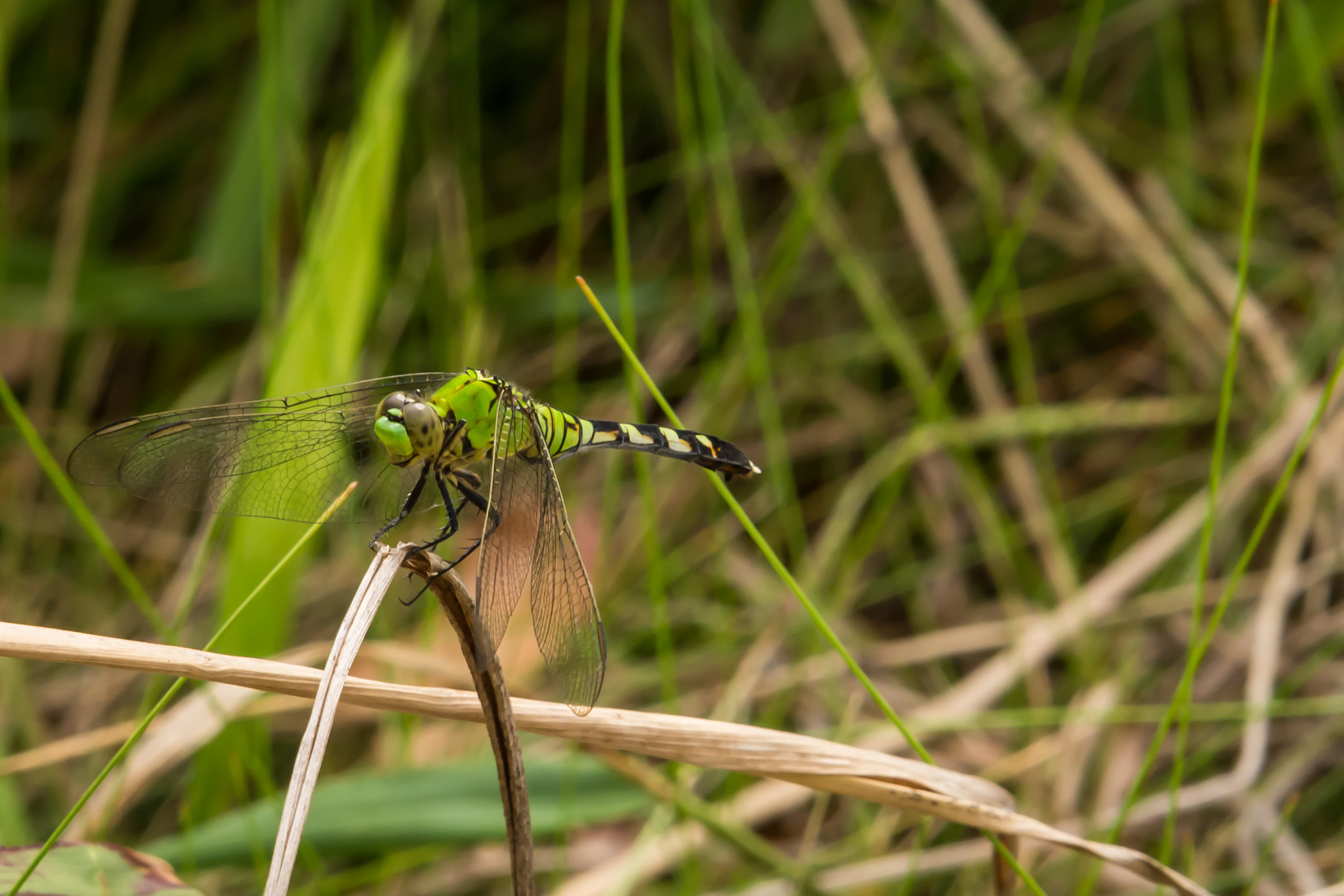 Nikon D7100 + Nikon AF-S Nikkor 24-85mm F3.5-4.5G ED VR sample photo. Dragonfly photography