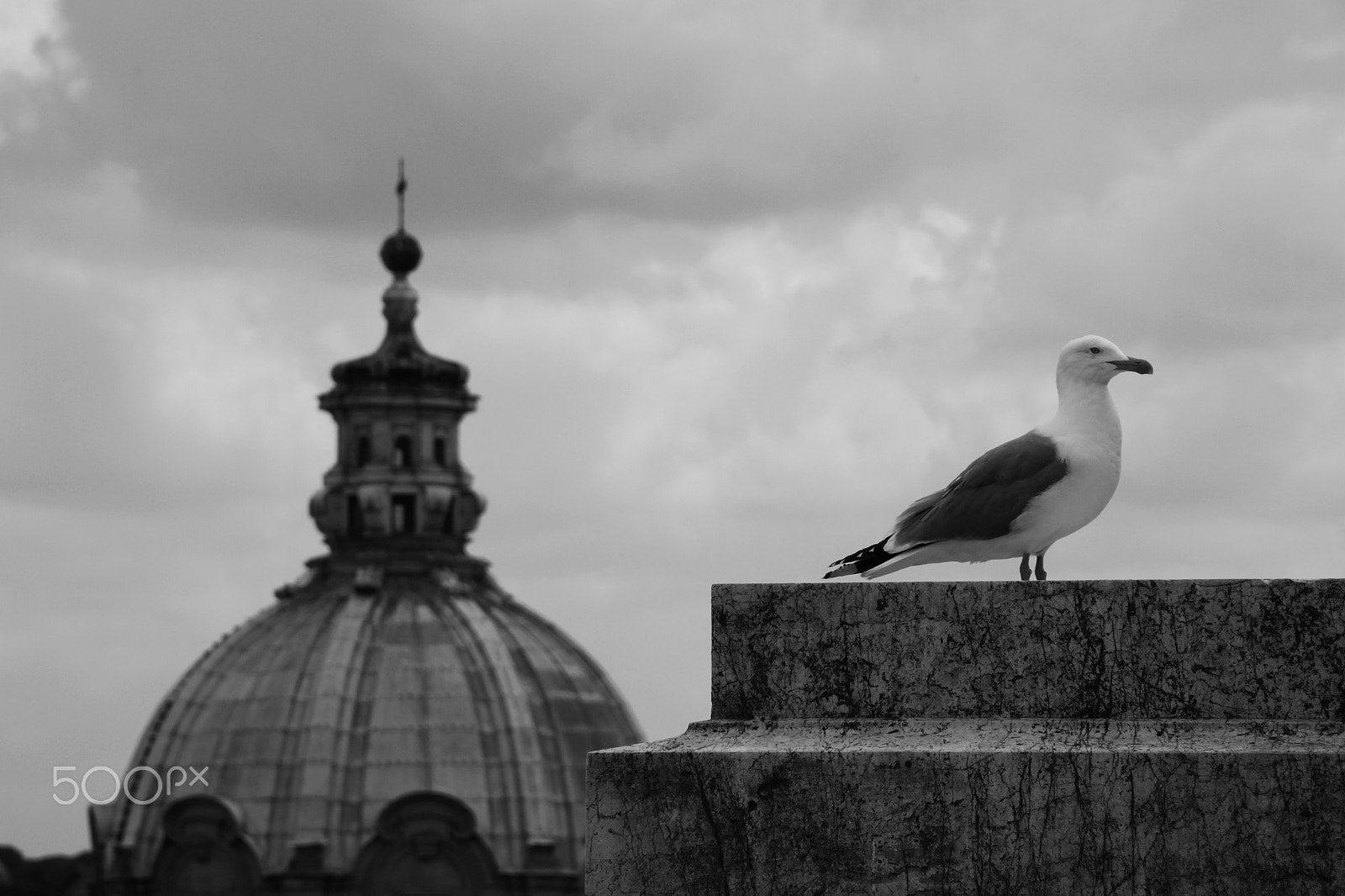 Canon EOS 500D (EOS Rebel T1i / EOS Kiss X3) sample photo. Gaviota del vittoriano. gabbiano del vittoriano photography