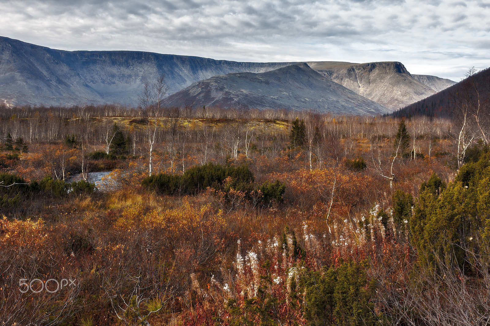 Canon EOS 60D + Canon EF 28mm F1.8 USM sample photo. ...на ковре из жёлтых листьев... photography