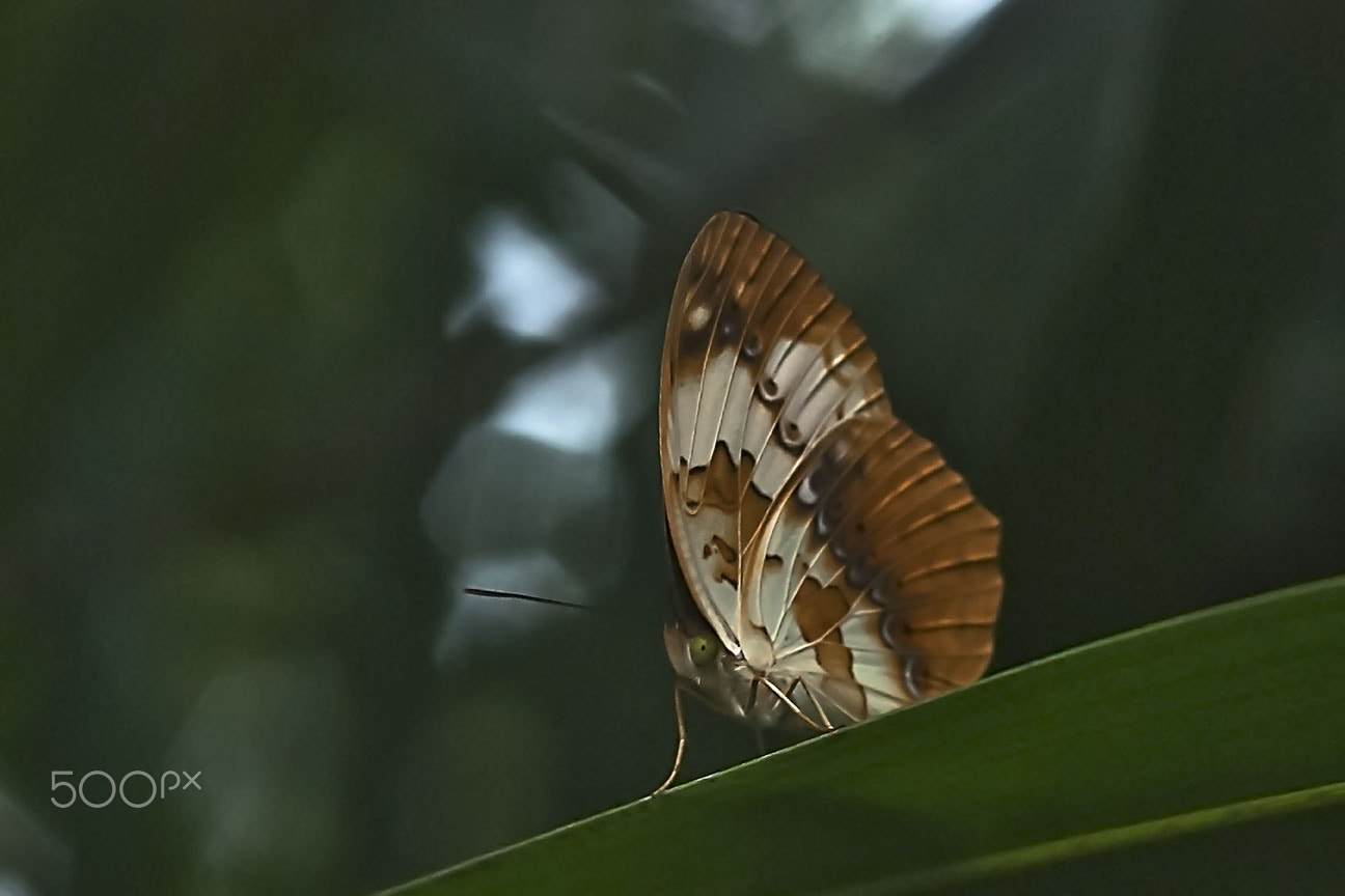 Nikon AF-S Micro-Nikkor 105mm F2.8G IF-ED VR sample photo. Butterfly photography