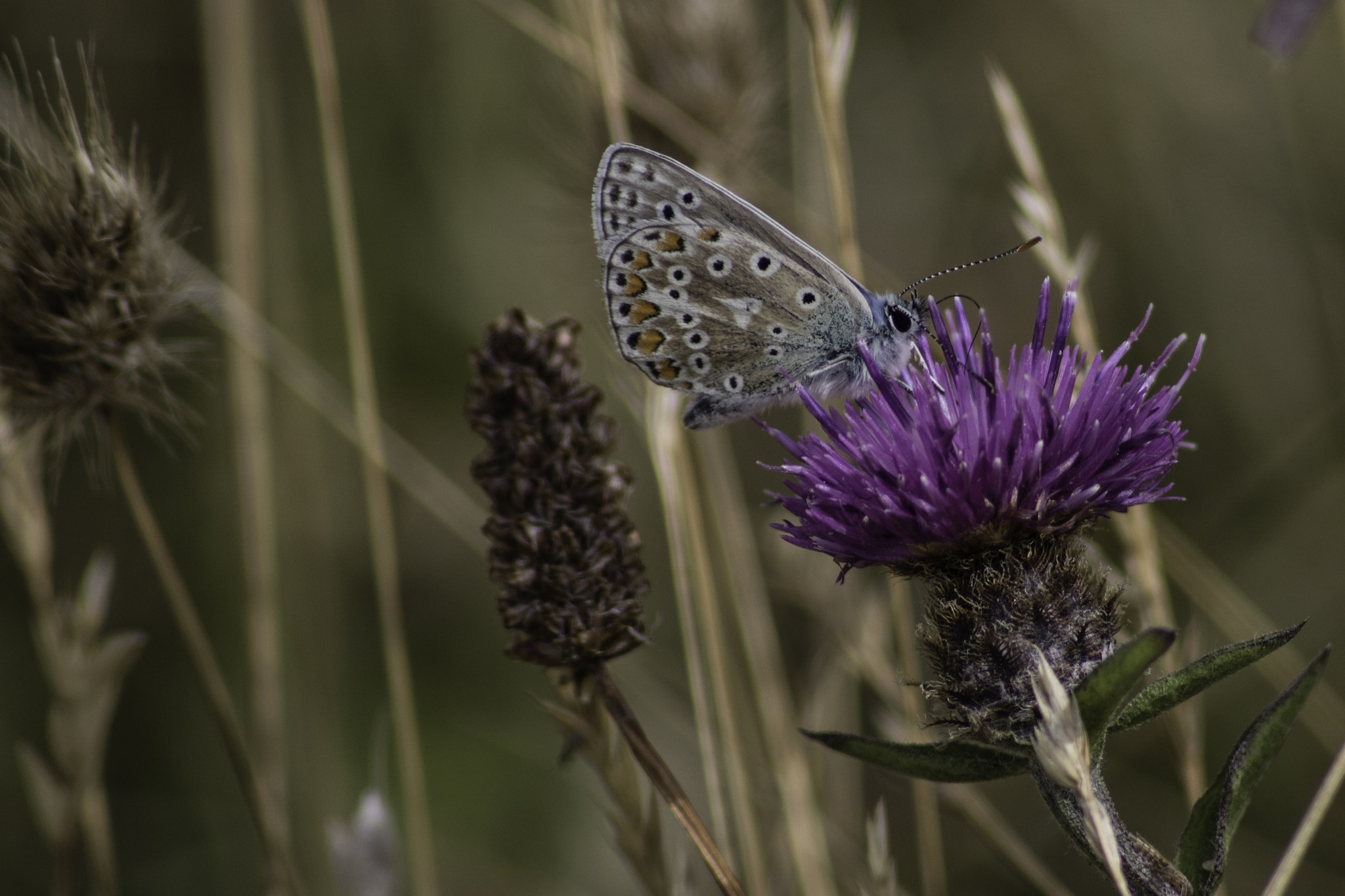Canon EOS 760D (EOS Rebel T6s / EOS 8000D) + Sigma 50-200mm F4-5.6 DC OS HSM sample photo. Common blue photography