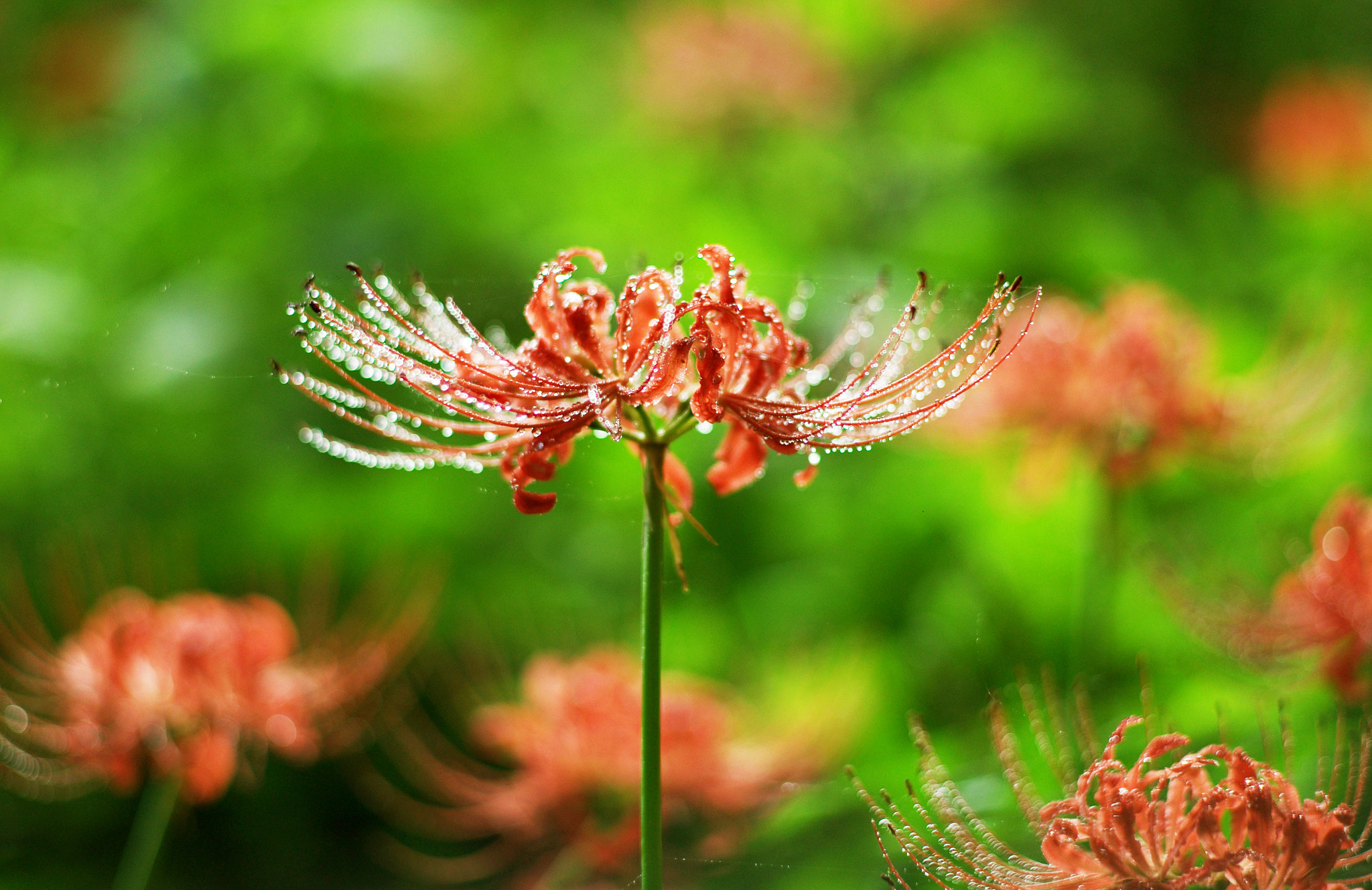 Leica APO-Summicron-M 90mm F2 ASPH sample photo