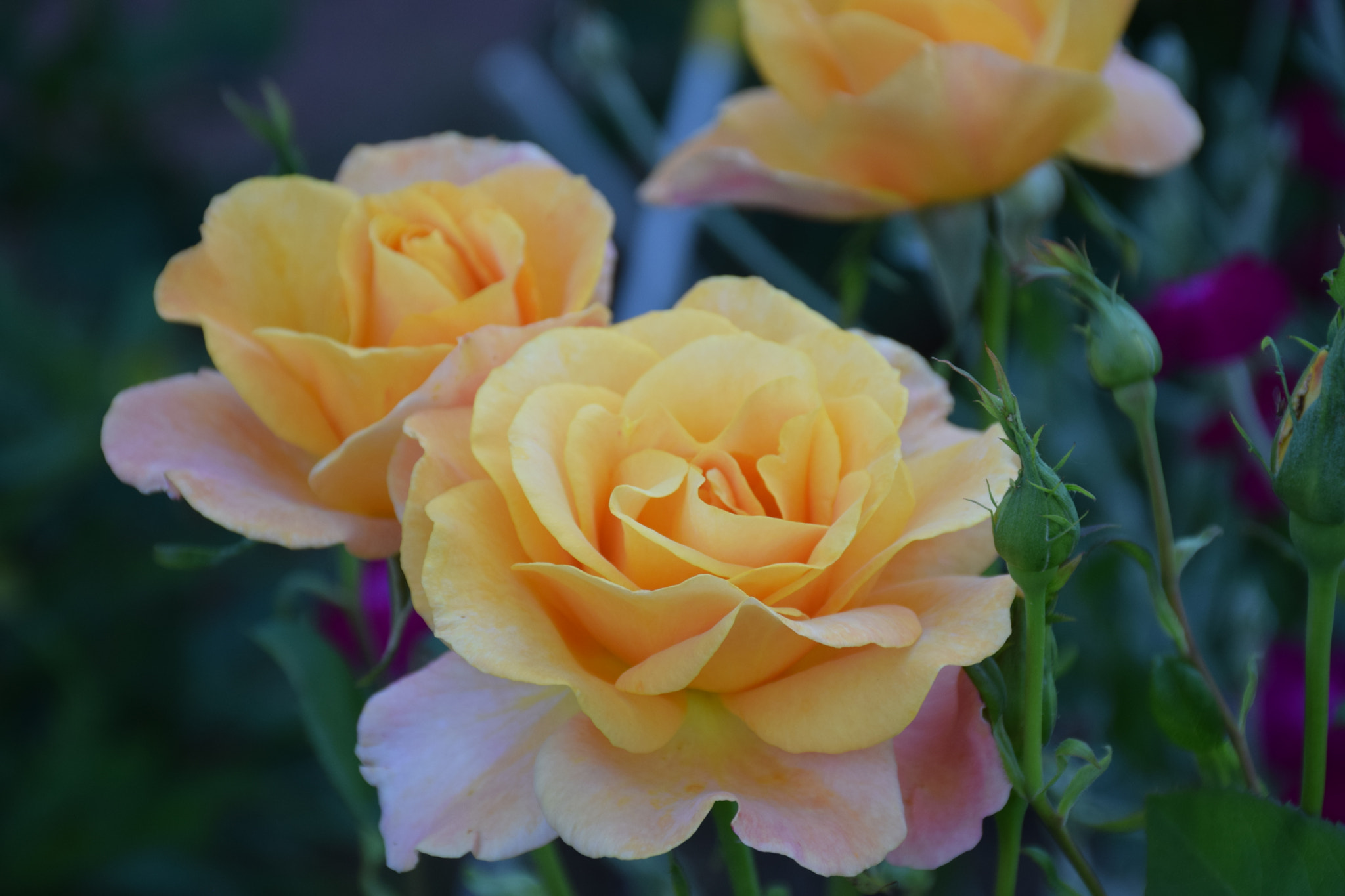 Yellow Rose Trio