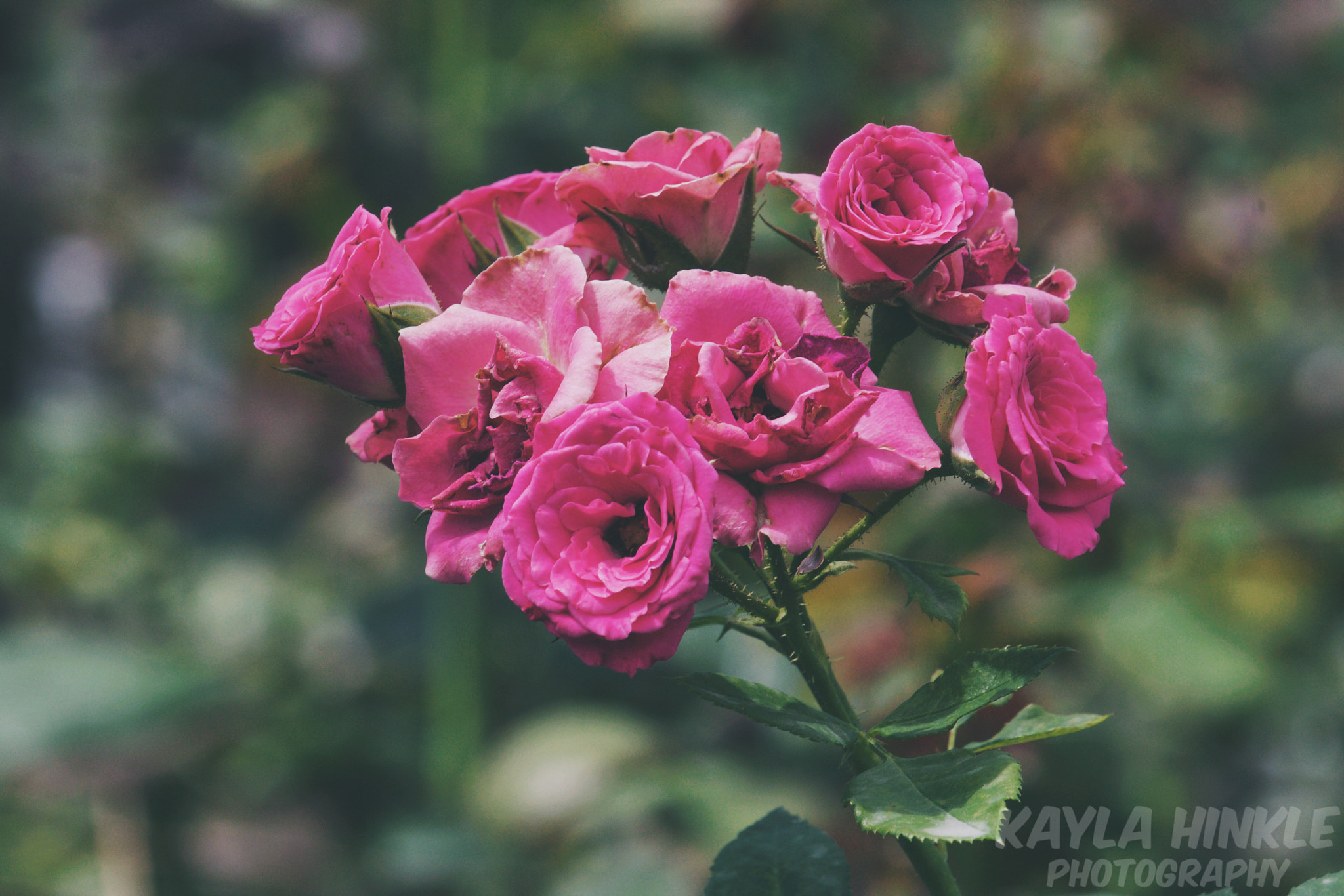 Canon EF-S 55-250mm F4-5.6 IS STM sample photo. Beautiful pain photography