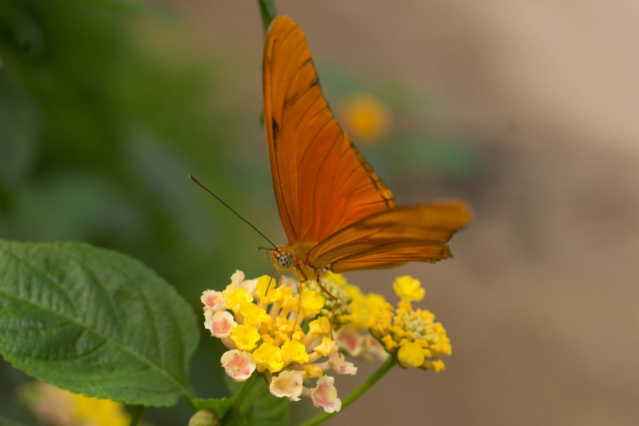 Sony SLT-A65 (SLT-A65V) sample photo. Orange butterfly photography