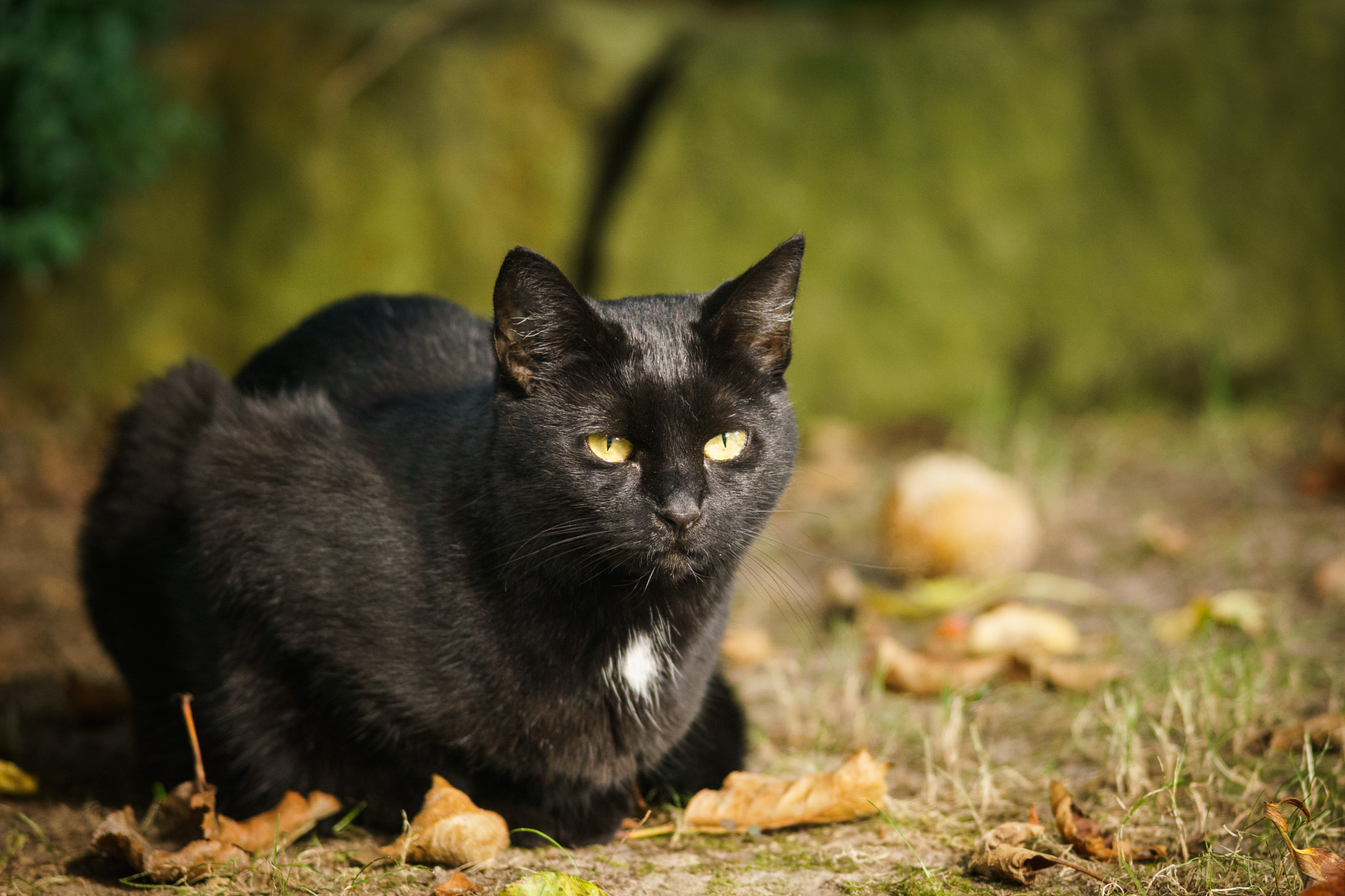 Minolta AF 80-200mm F2.8 HS-APO G sample photo. Black beauty photography