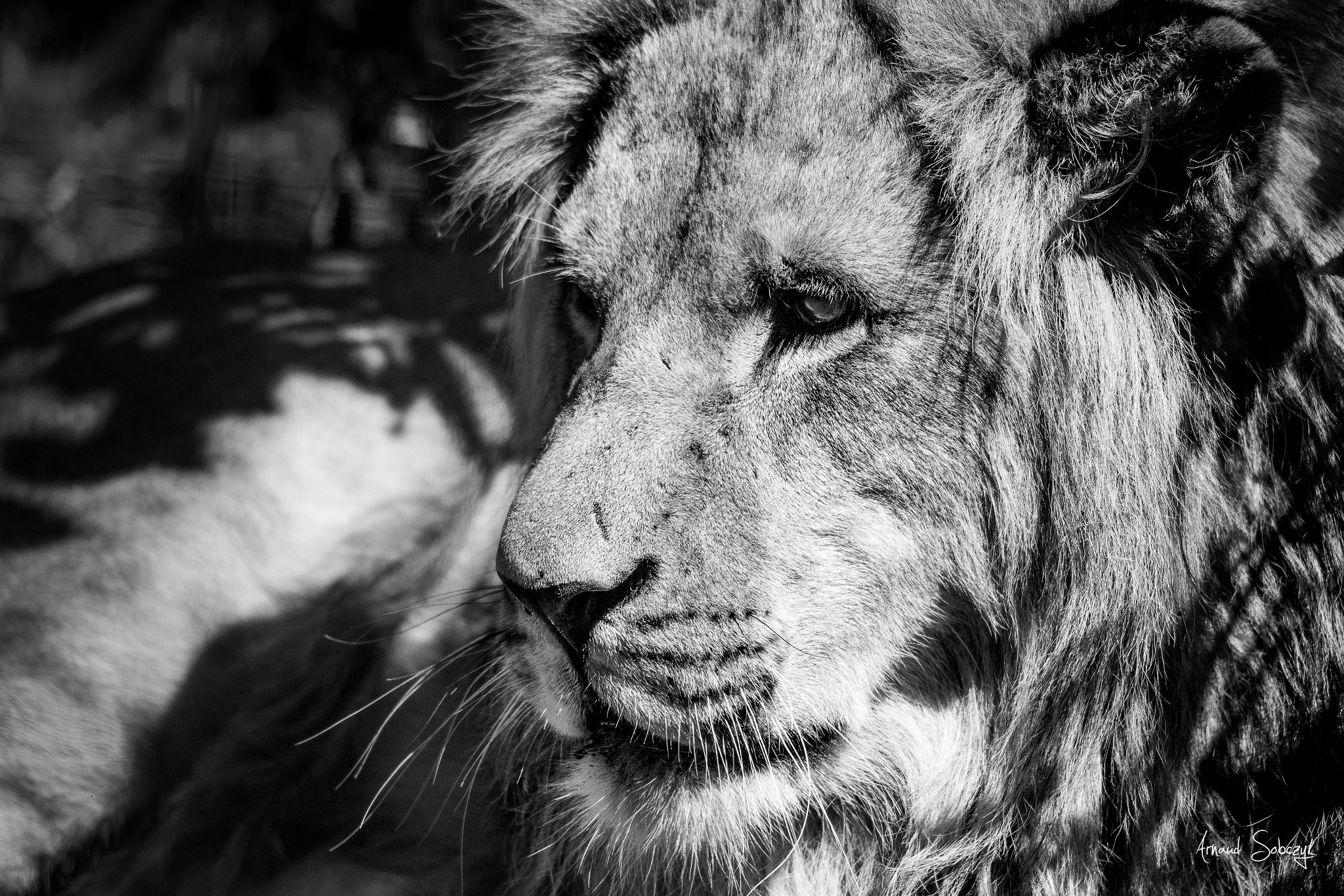 Nikon D810 sample photo. The lion king photography