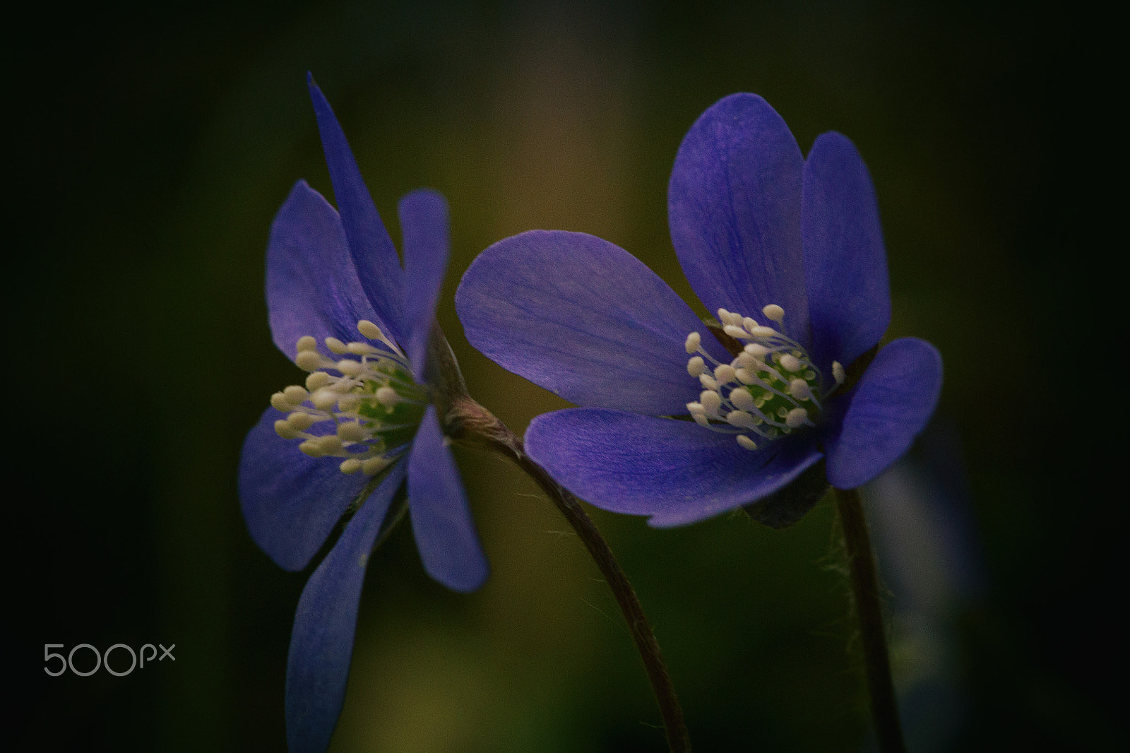 Sigma APO Macro 150mm f/2.8 EX DG HSM sample photo. Pair of blue photography