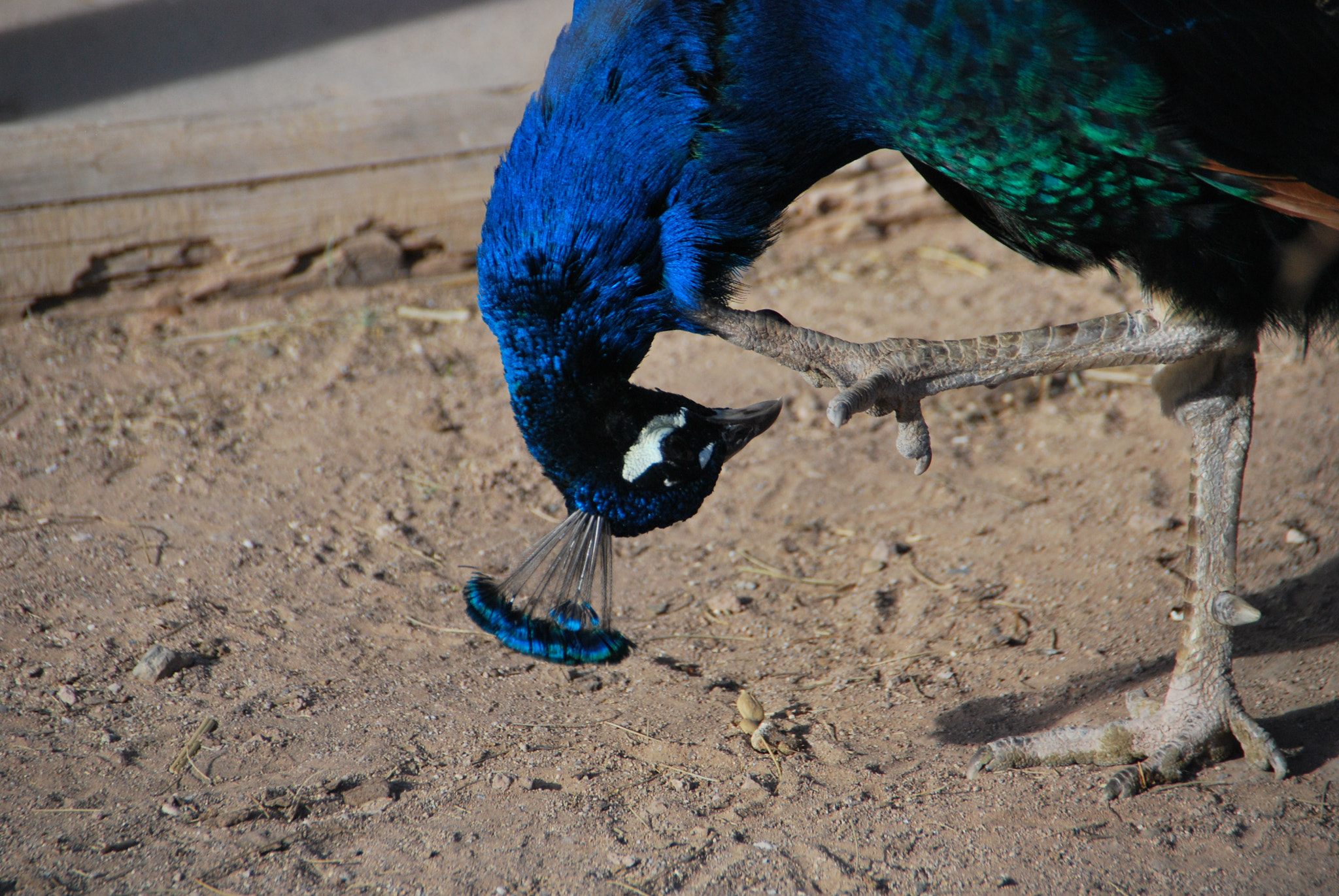 Nikon D60 sample photo. Upside down photography